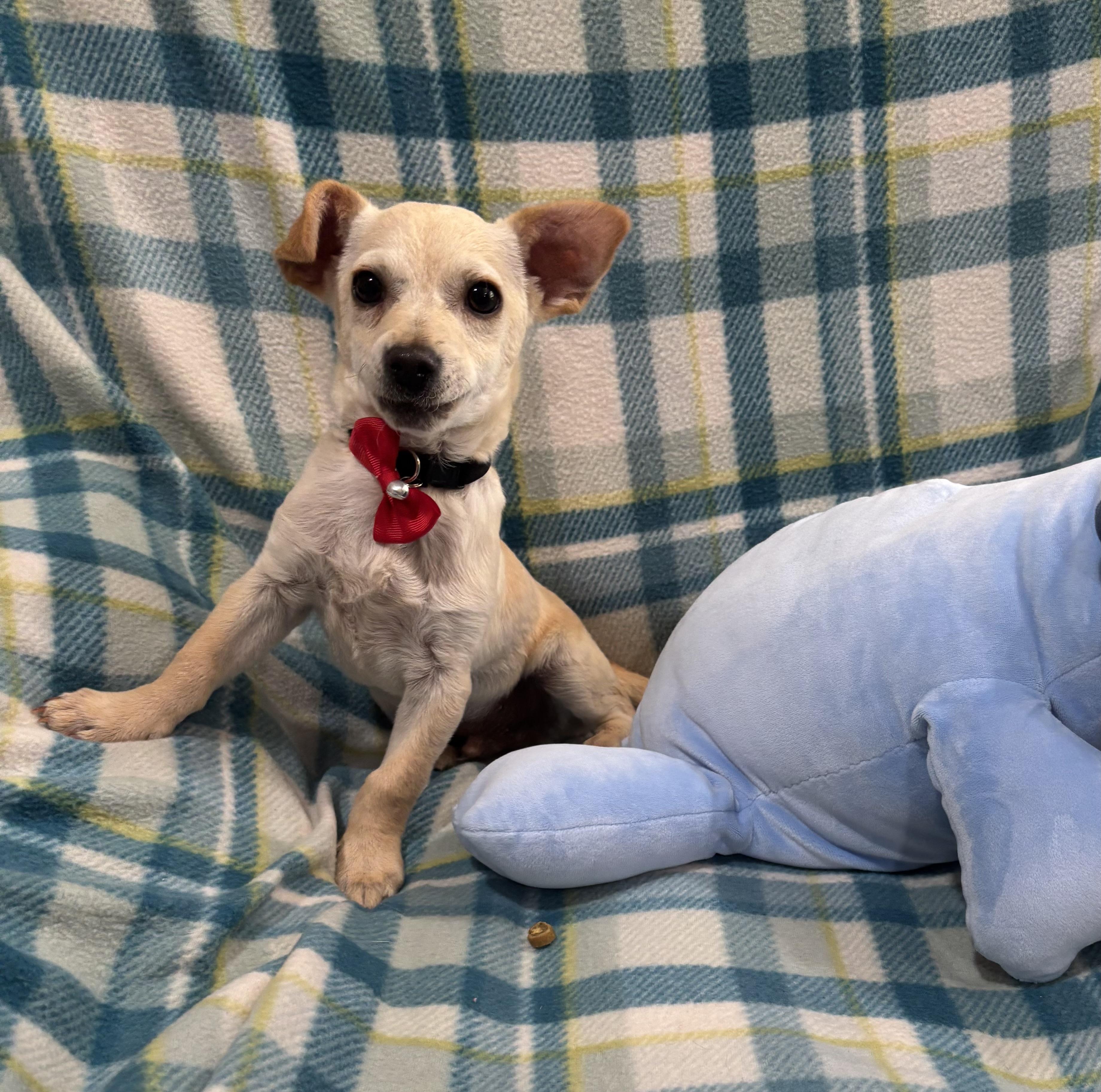 Enlarge Hansel, an adopted mixed breed in Foster, OR image 5/6