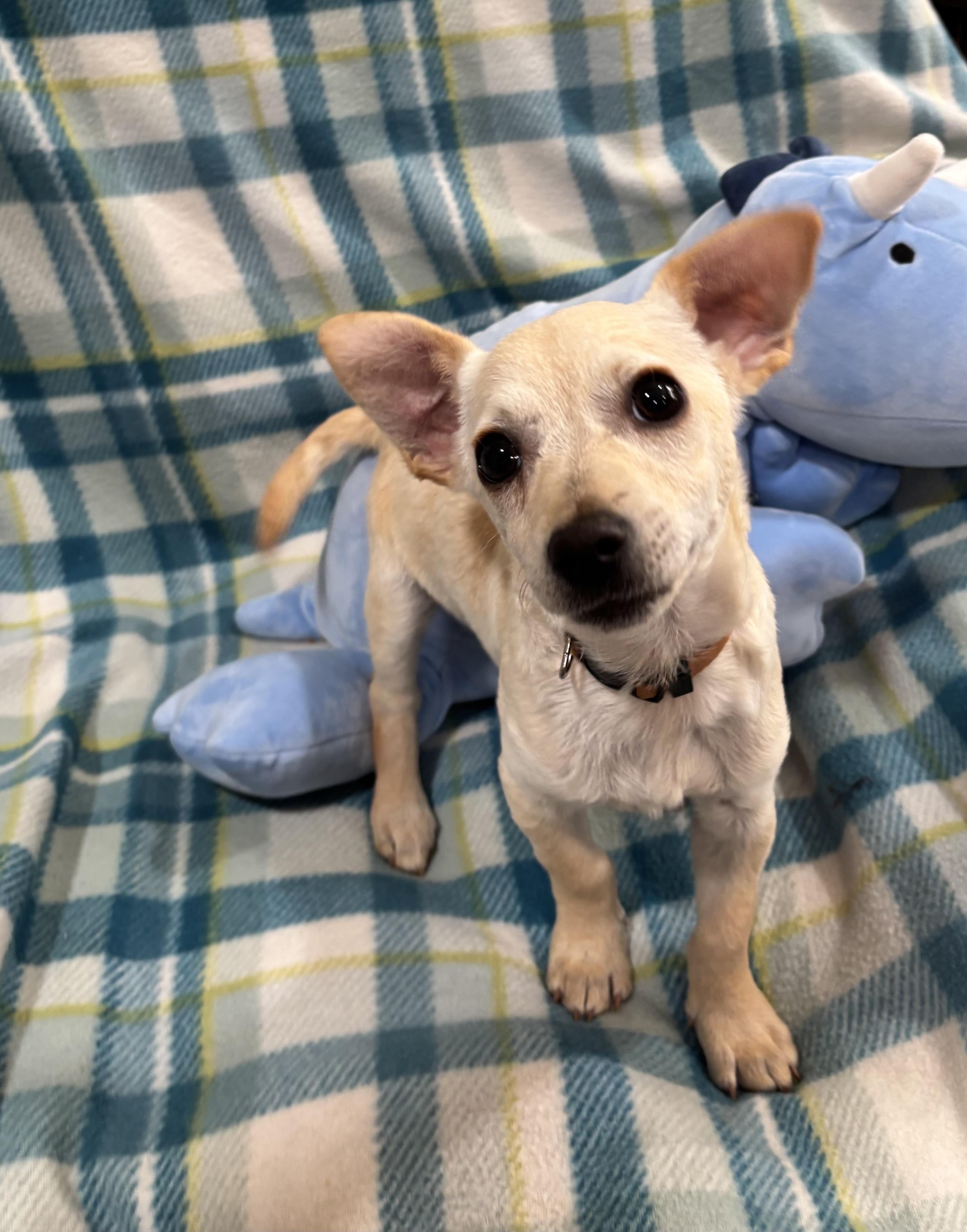 Enlarge Hansel, an adopted mixed breed in Foster, OR image 4/6