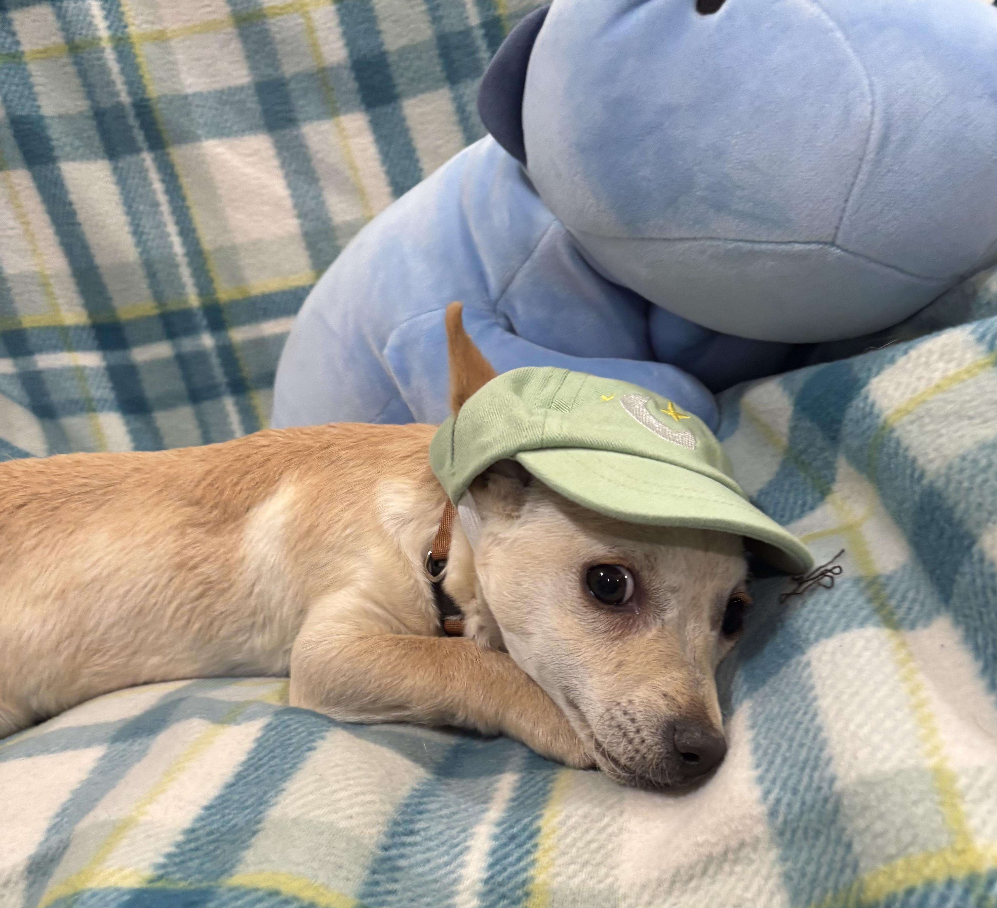 Enlarge Hansel, an adopted mixed breed in Foster, OR image 3/6