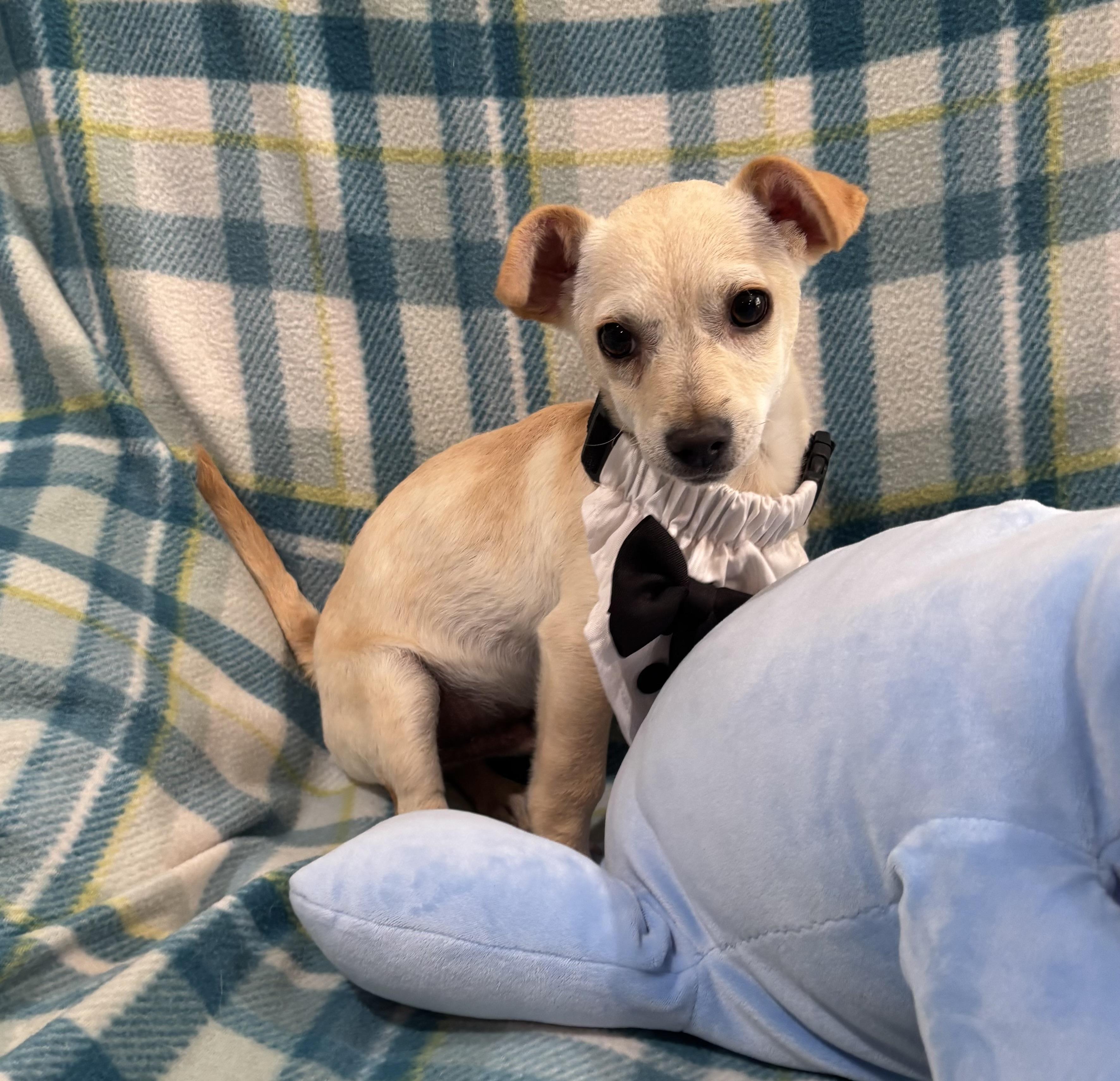 Enlarge Hansel, an adopted mixed breed in Foster, OR image 2/6