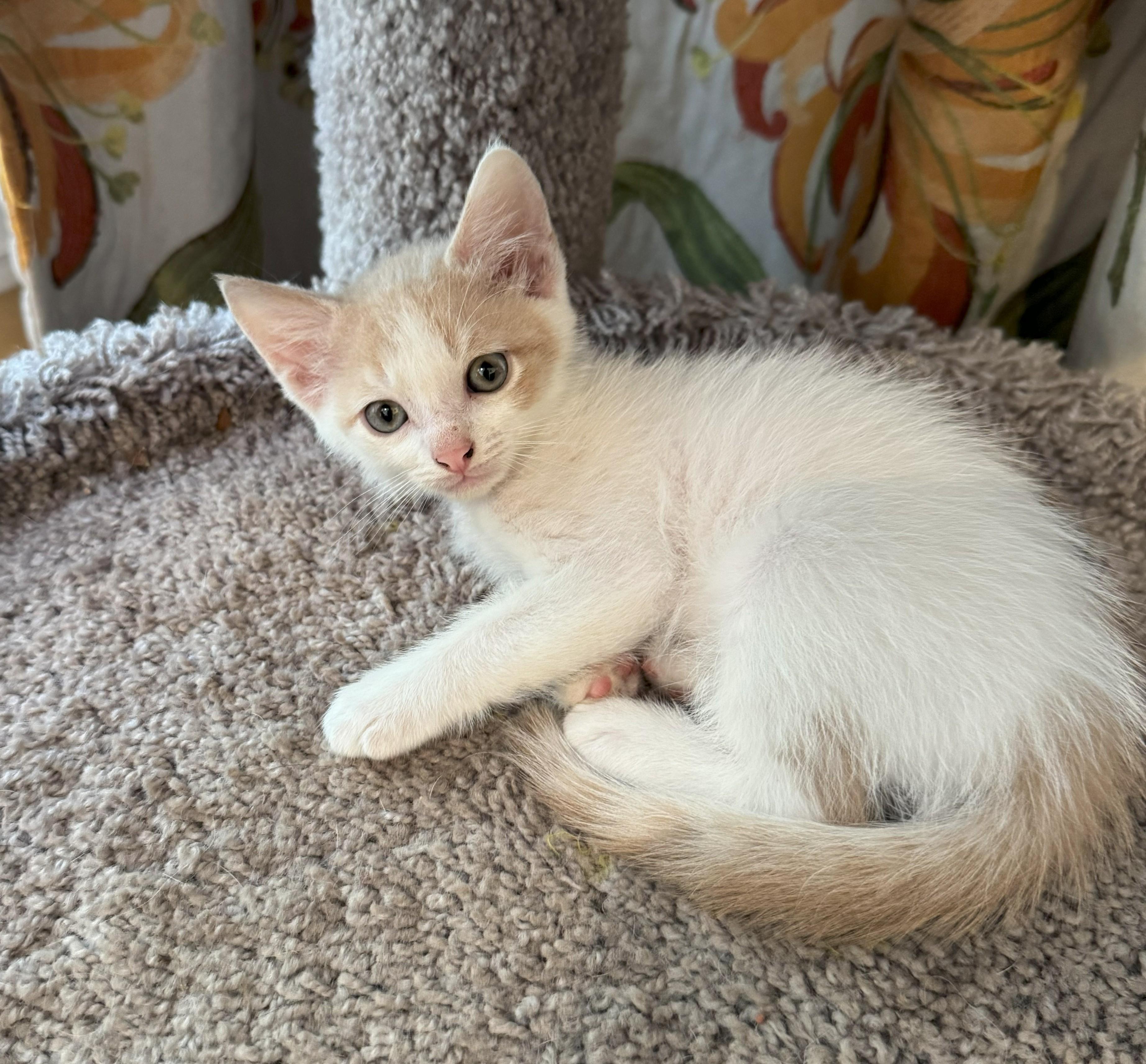 Cinnamon