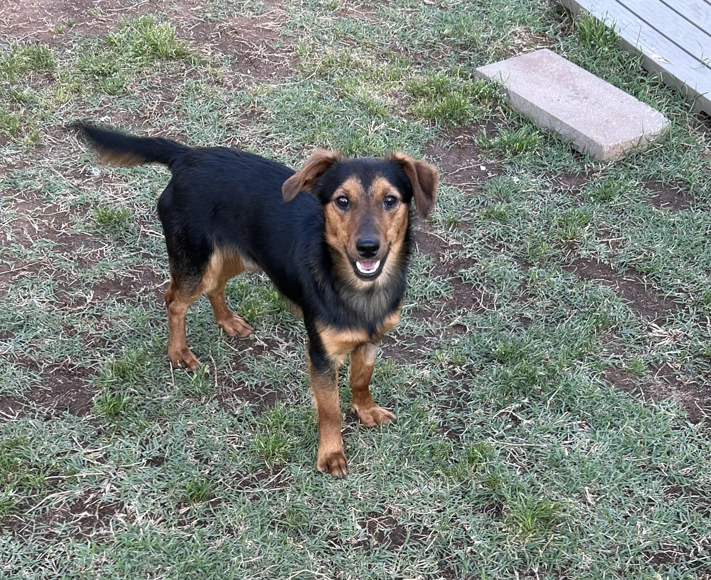Enlarge Dez, a ADOPTABLE mixed breed in Chickasha, OK image 2/2