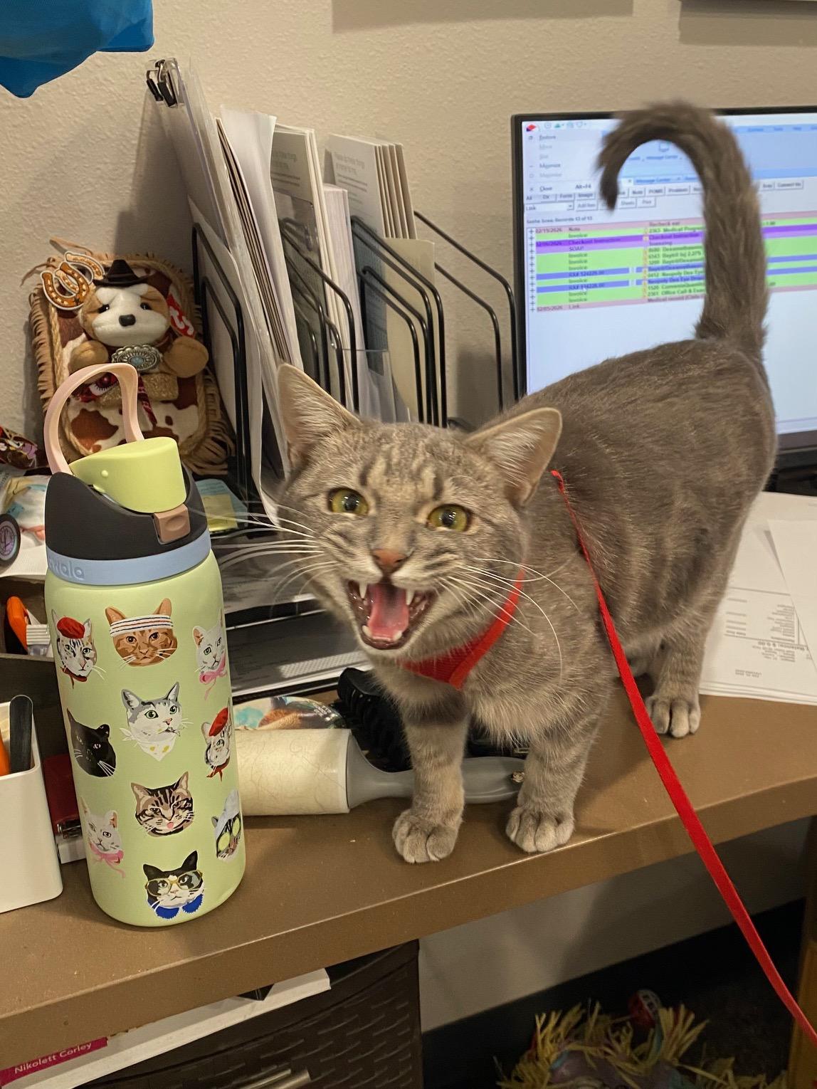 Perry, a ADOPTABLE Domestic Short Hair in Dickinson, ND image 2/3