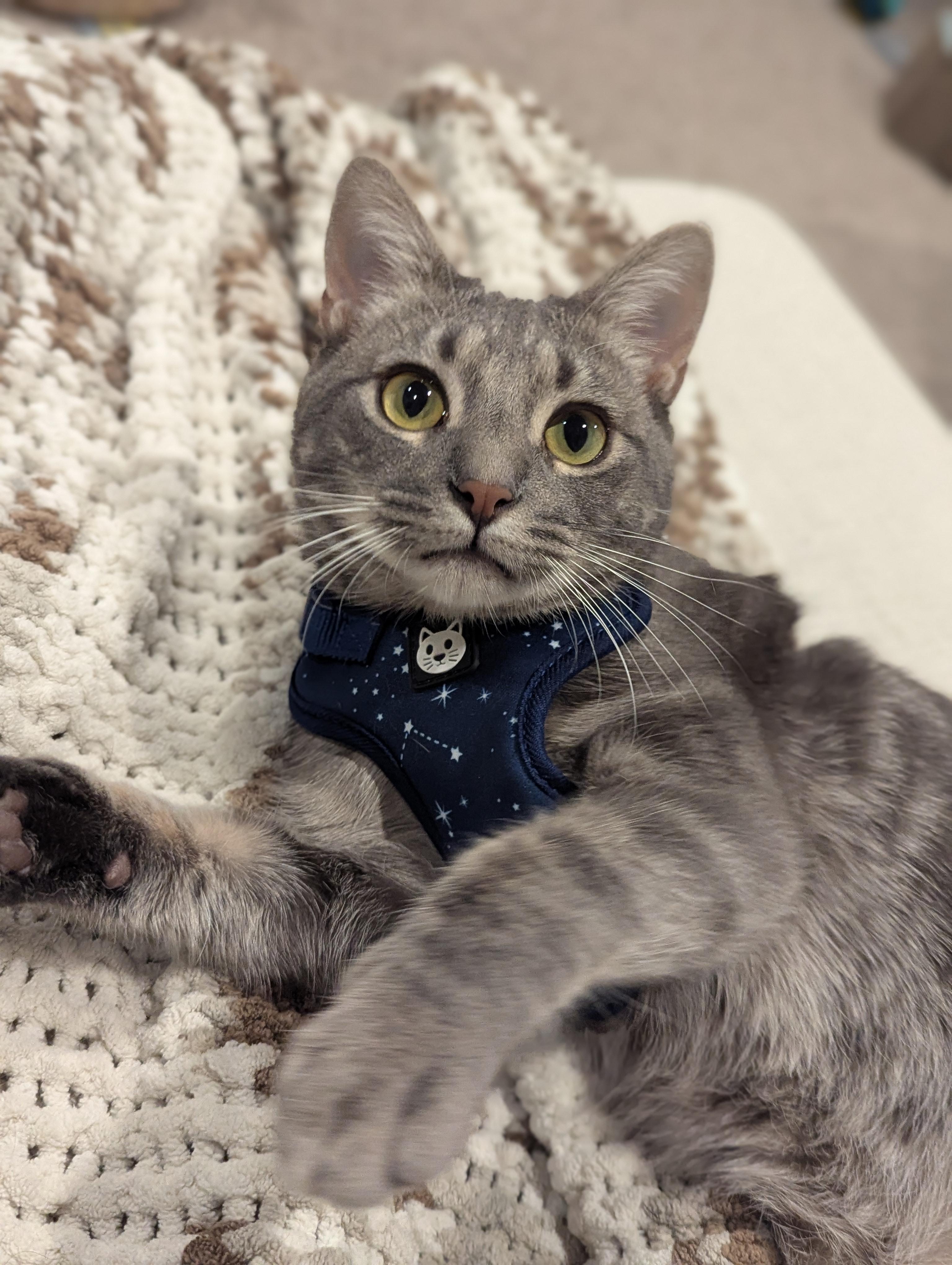 Perry, ADOPTABLE, Young Male Domestic Short Hair.