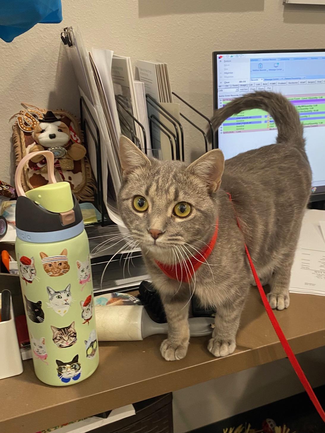 Perry, a ADOPTABLE Domestic Short Hair in Dickinson, ND image 1/3