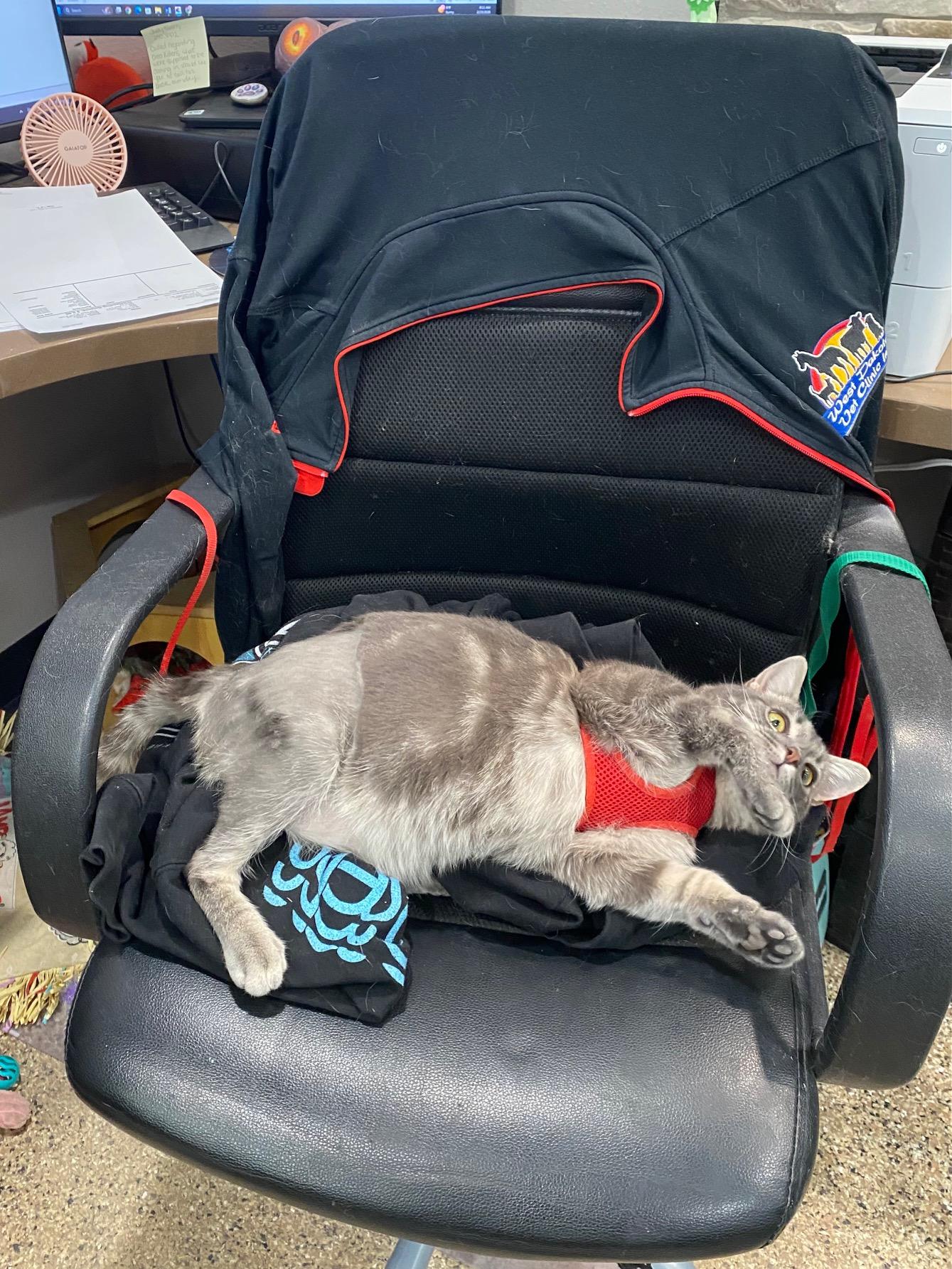 Perry, a ADOPTABLE Domestic Short Hair in Dickinson, ND image 3/3