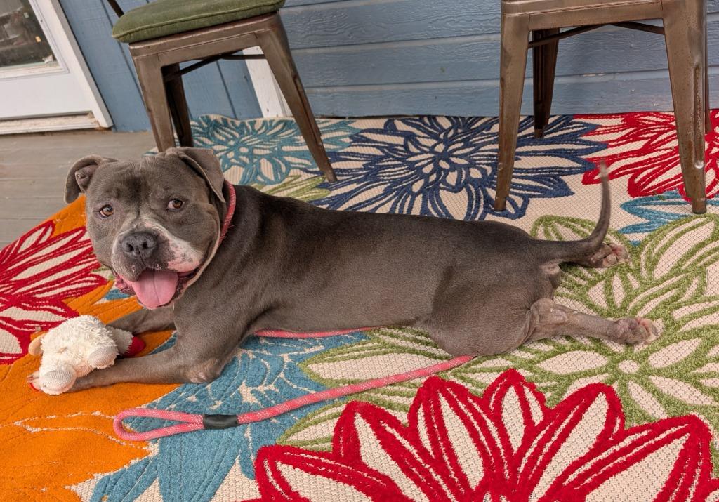 Jughead, Adoptable, Adult Male Mastiff & American Staffordshire Terrier.