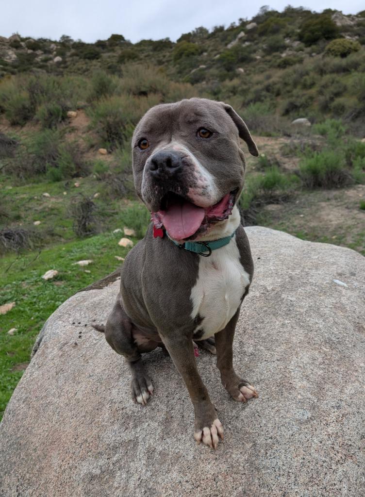 Enlarge Jughead, a Adoptable mixed breed in San Diego, CA image 3/3