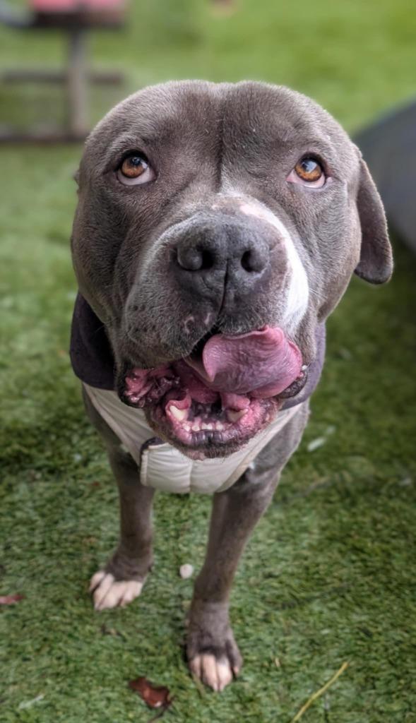 Enlarge Jughead, a Adoptable mixed breed in San Diego, CA image 3/3