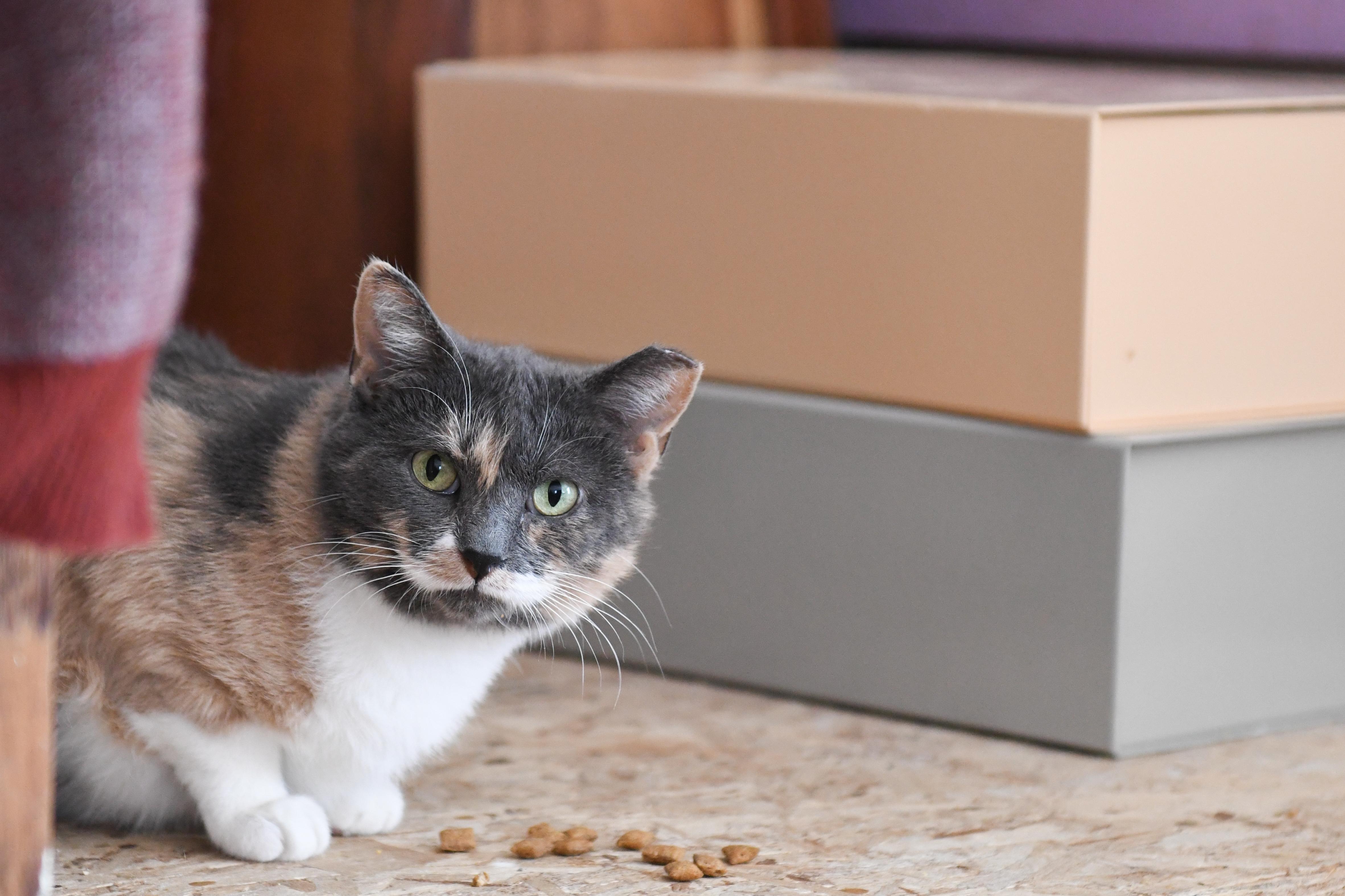 Enlarge Pandora, an adoptable Domestic Short Hair in Port Washington, WI image 3/3