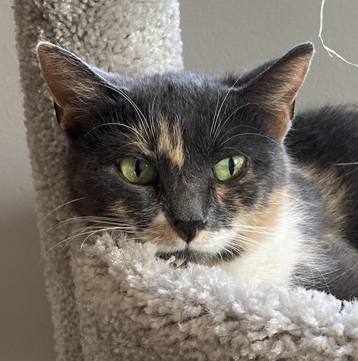 Pandora, adoptable, Adult Female Domestic Short Hair.