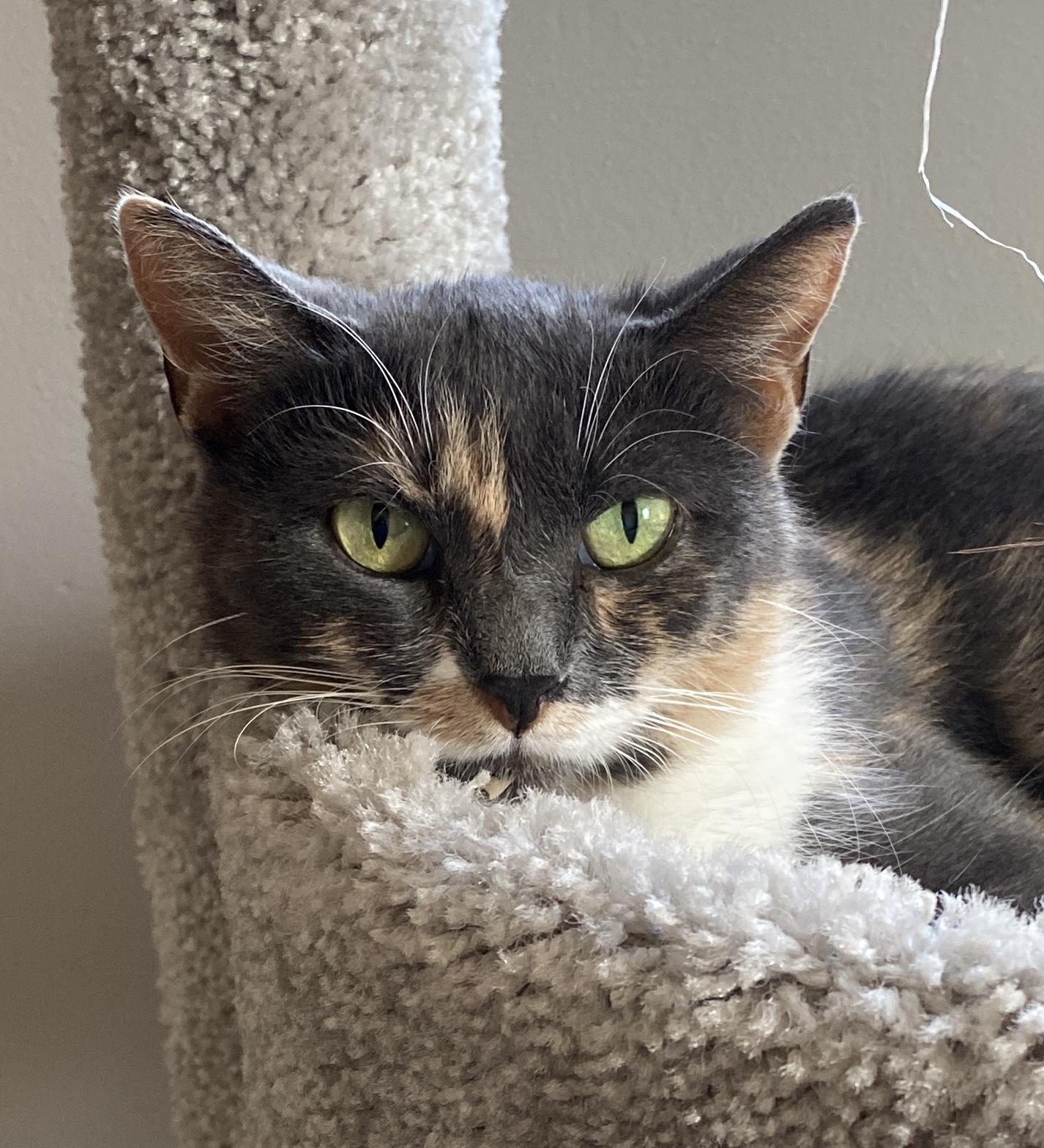 Pandora, adoptable, Adult Female Domestic Short Hair.