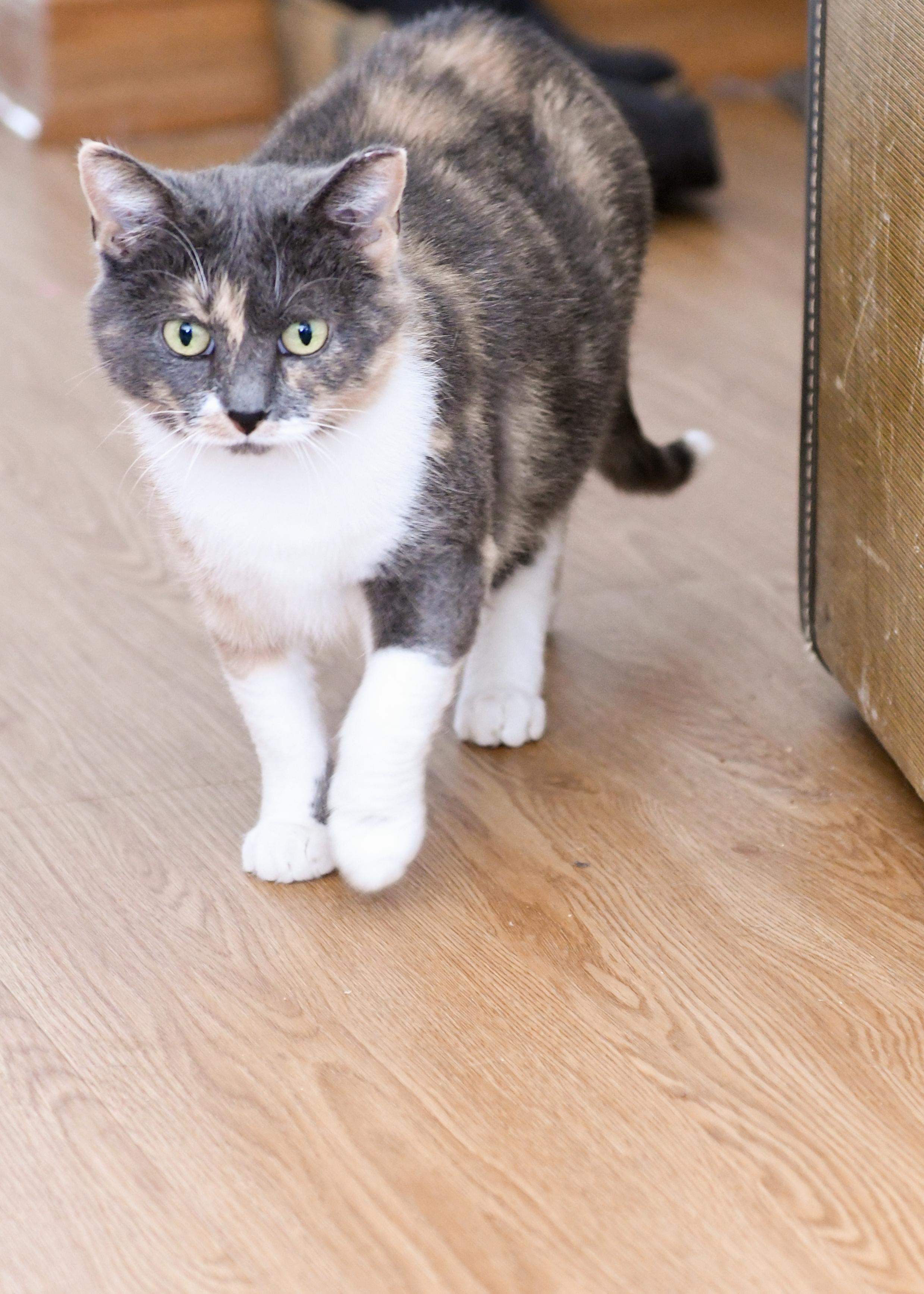 Enlarge Pandora, an adoptable Domestic Short Hair in Port Washington, WI image 2/3