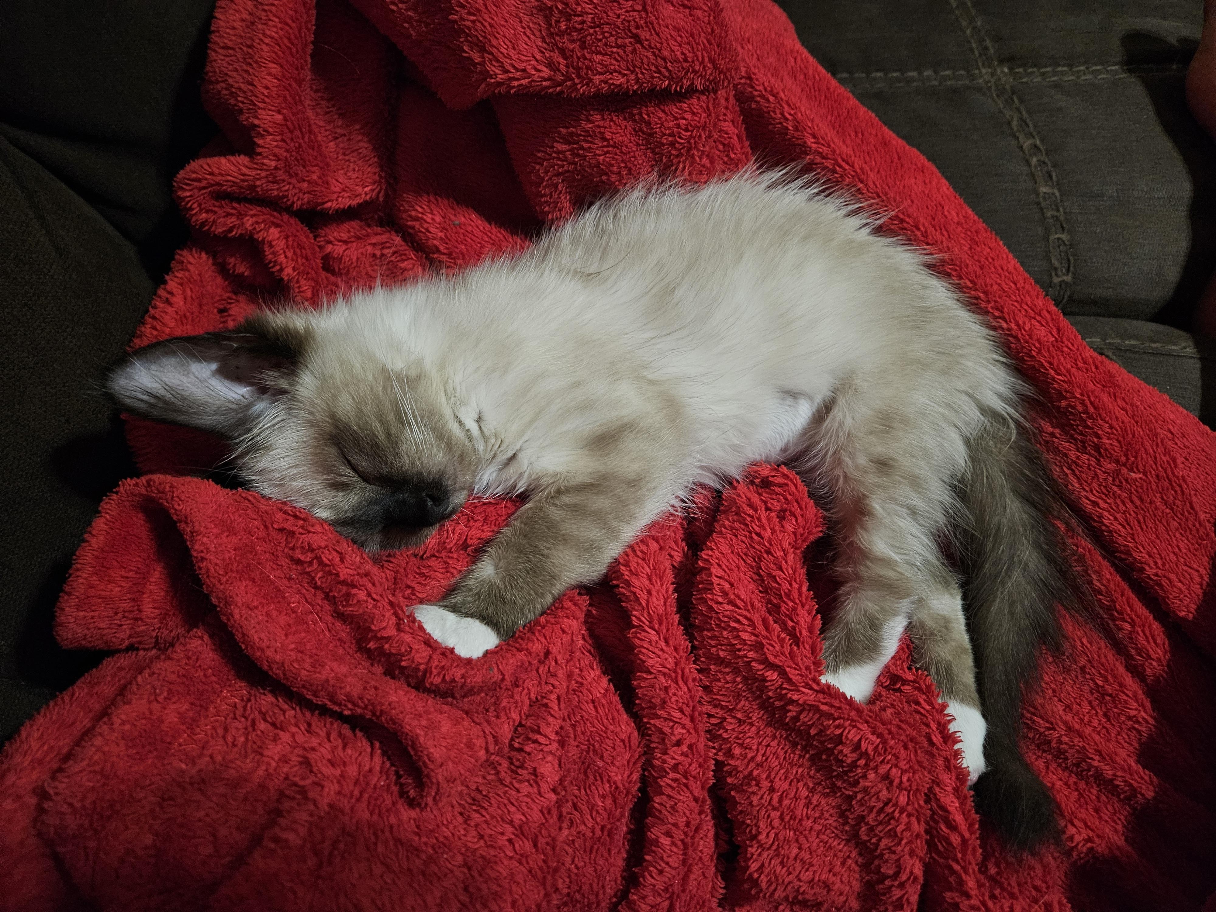 Margaret Hale, an adopted mixed breed in SCOTTSDALE, AZ image 5/5