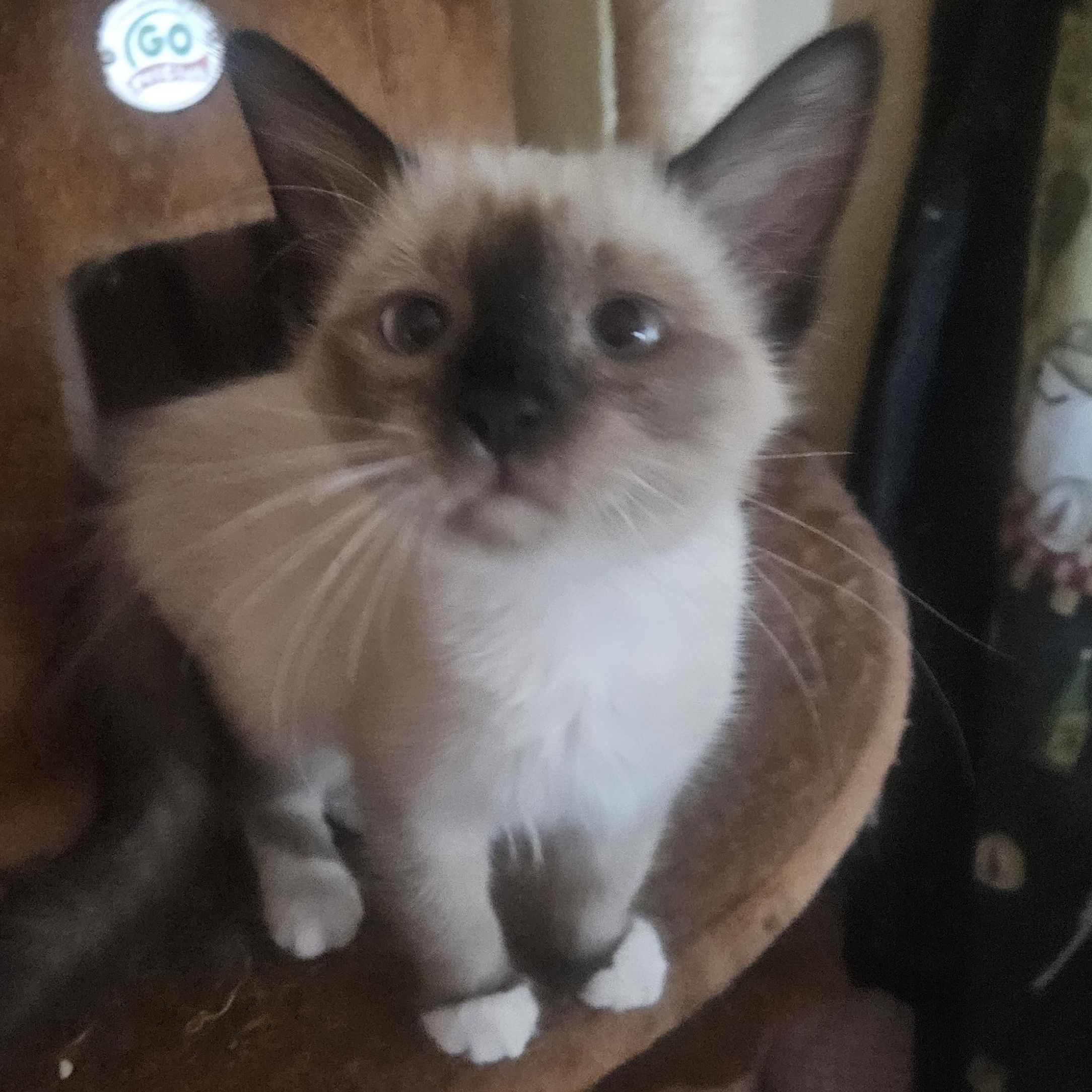 Margaret Hale, adopted, Kitten Female Ragdoll & Siamese.