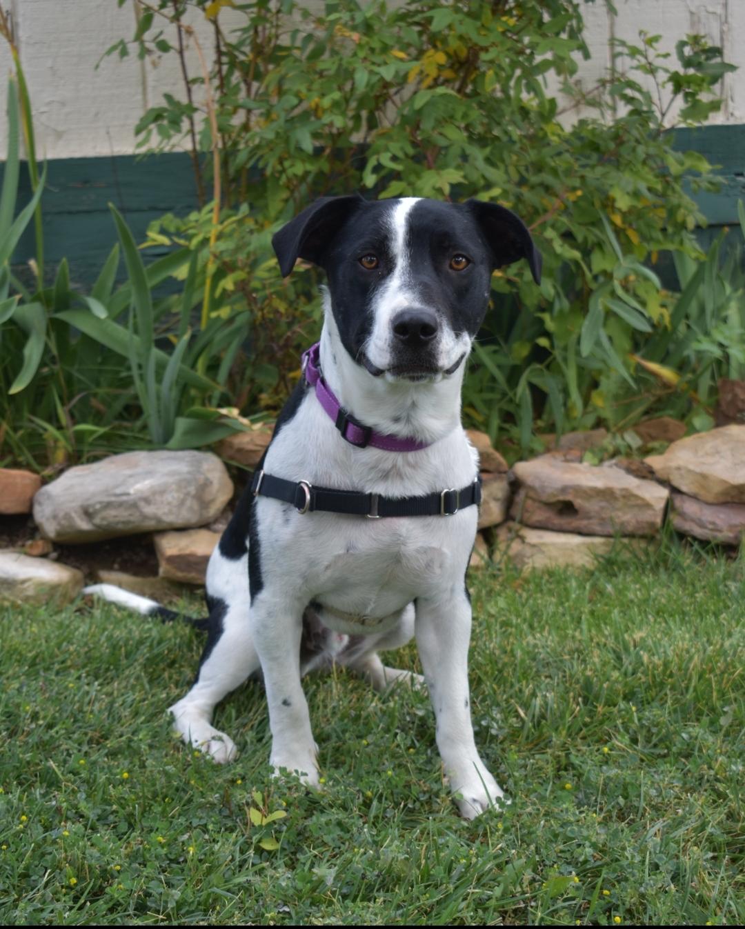 Taz, ADOPTABLE, Young Male Border Collie & Corgi.