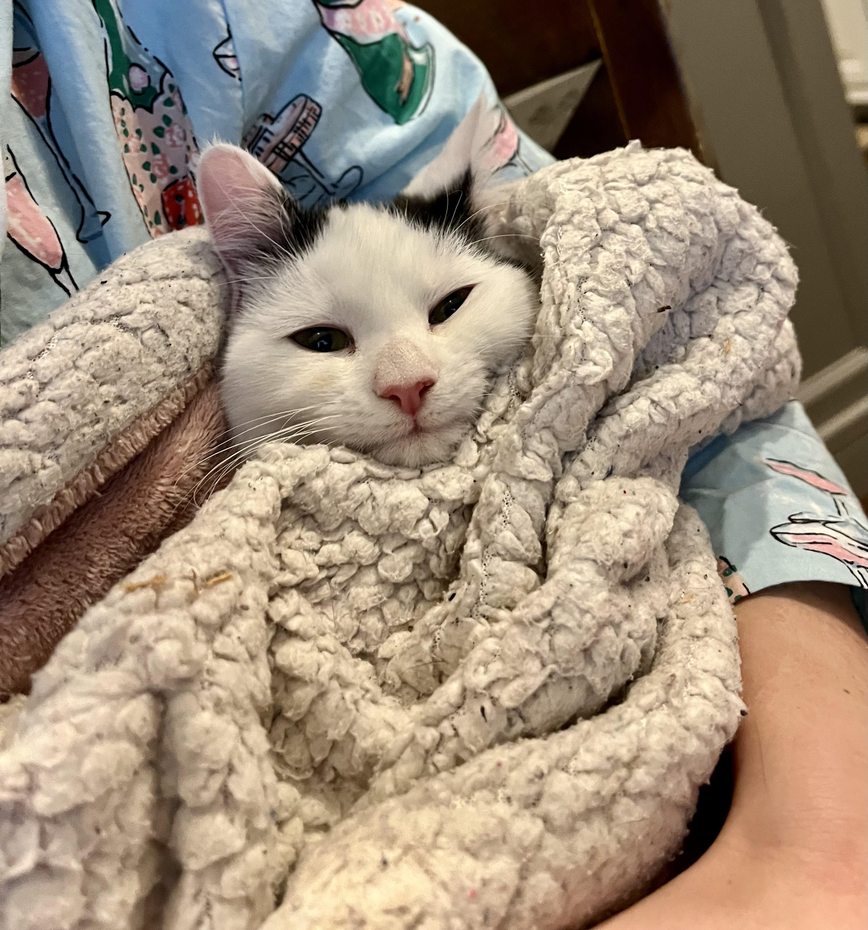 Mr. Bangs thumbnail 3