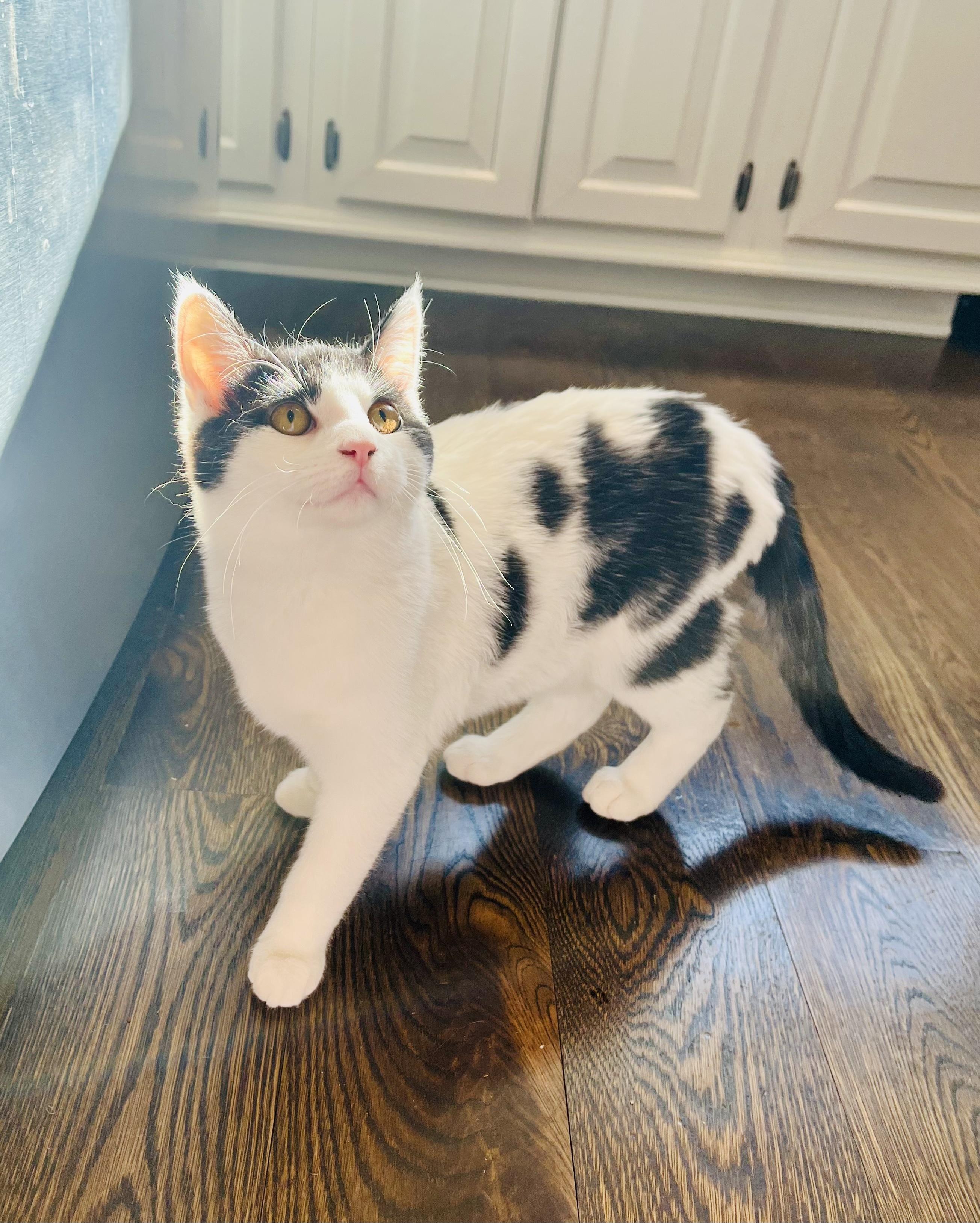 Enlarge Mr. Bangs, a ADOPTABLE Tuxedo in Bethel, CT image 4/6