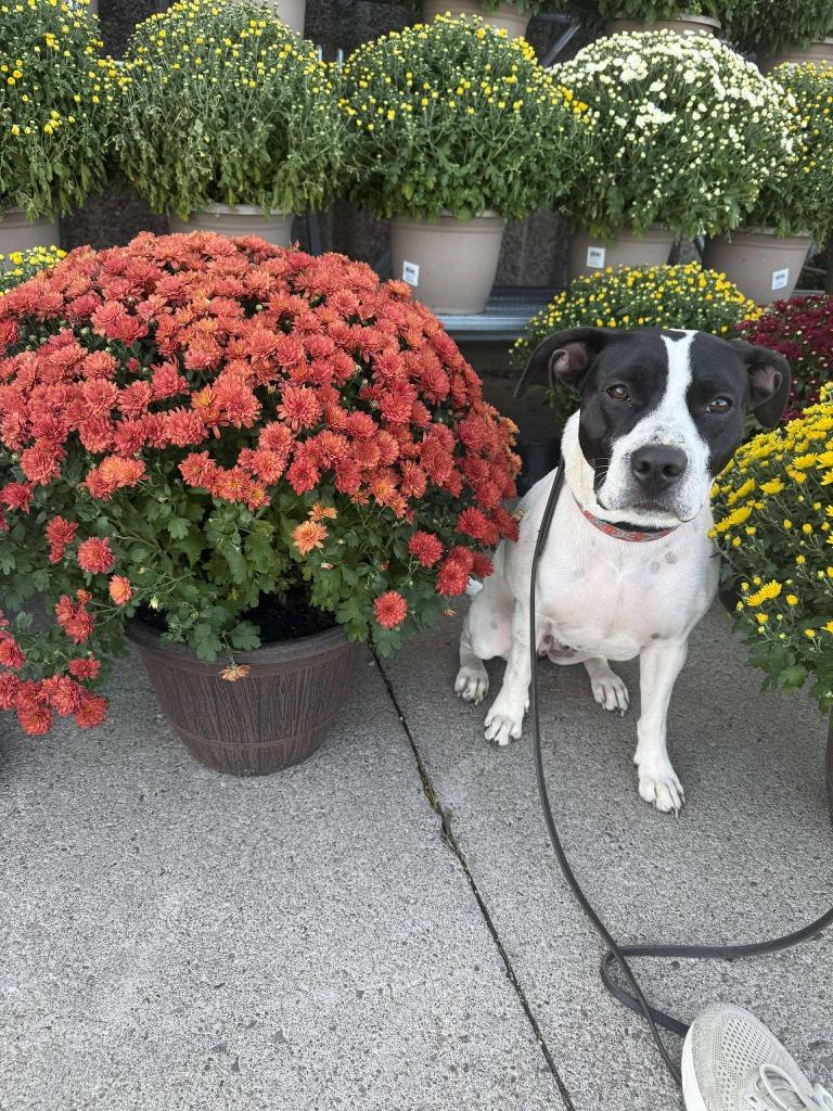 Athena May, a Adoptable mixed breed in Cloquet, MN image 1/5