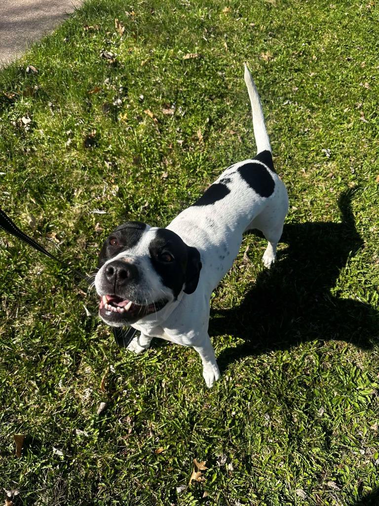 Athena May, a Adoptable mixed breed in Cloquet, MN image 3/5