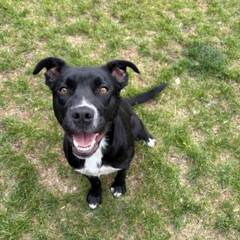 Julius, Young Male Mixed Breed