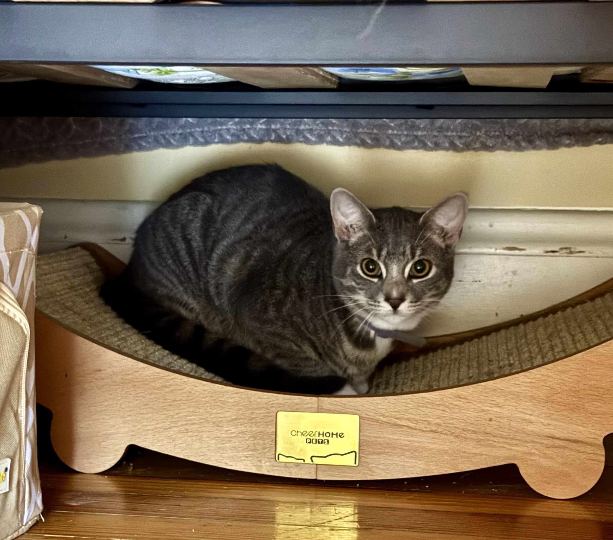 Enlarge Toby, a Adoptable Domestic Short Hair in Nesquehoning, PA image 1/2