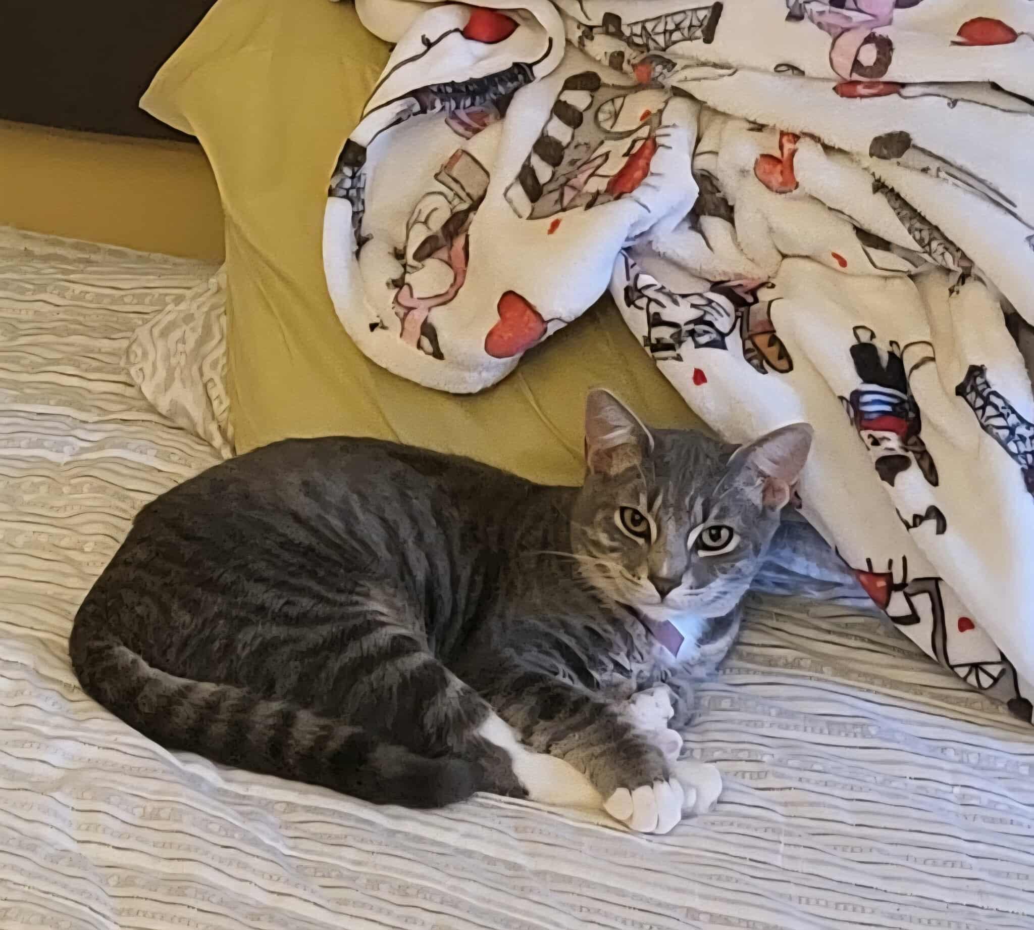 Enlarge Toby, a Adoptable Domestic Short Hair in Nesquehoning, PA image 2/2