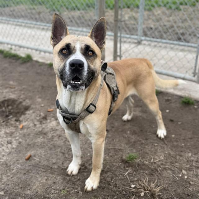 Enlarge TAZ, a Adoptable Akita in Modesto, CA image 1/1