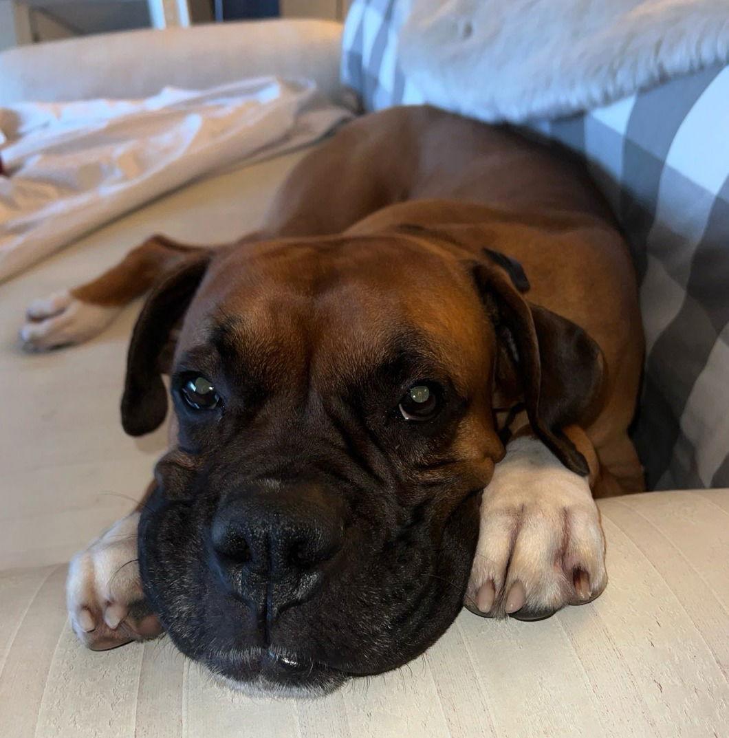 Cash 2025-2, Adoptable, Adult Male Boxer.