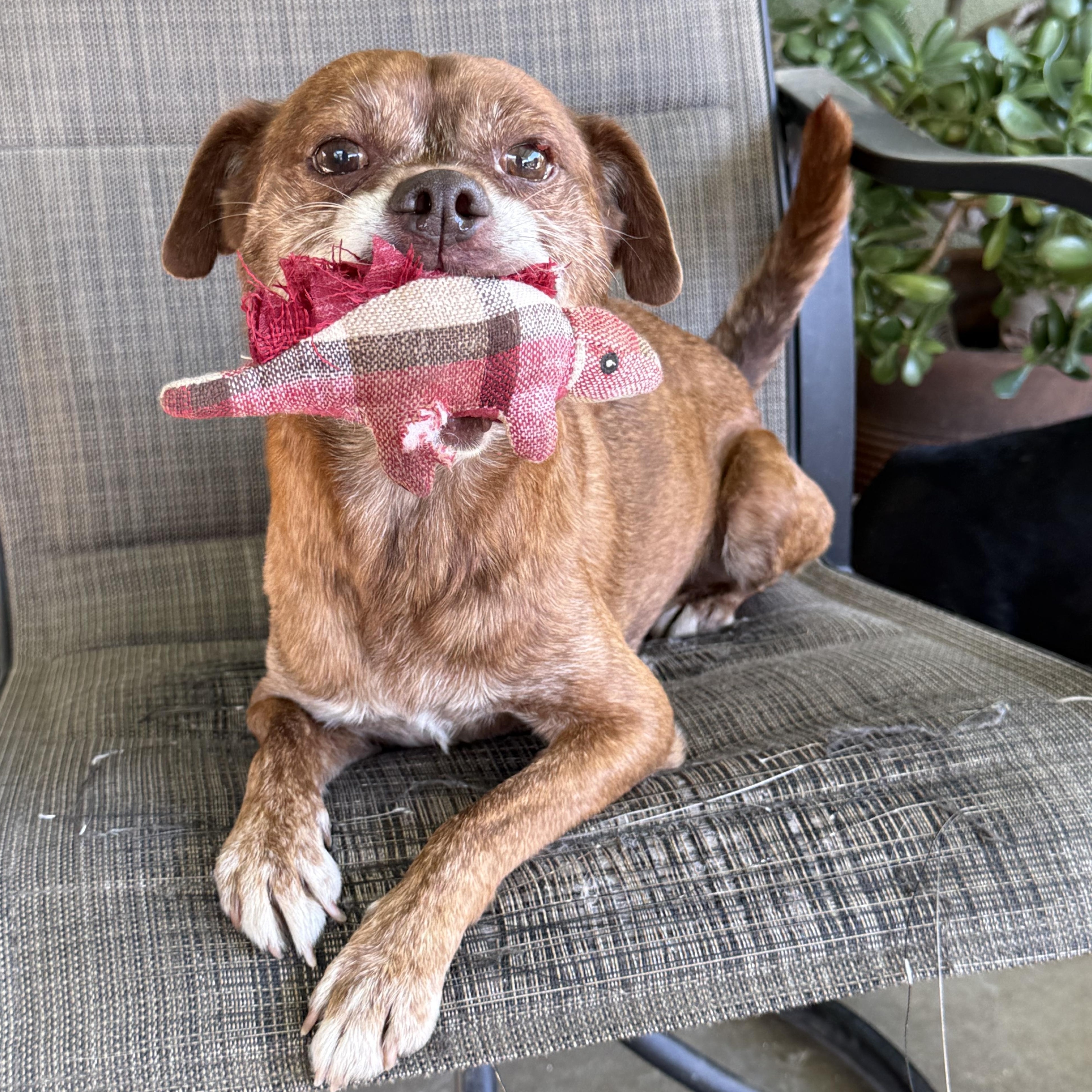 Enlarge Benji, a Adoptable mixed breed in modesto, CA image 4/6