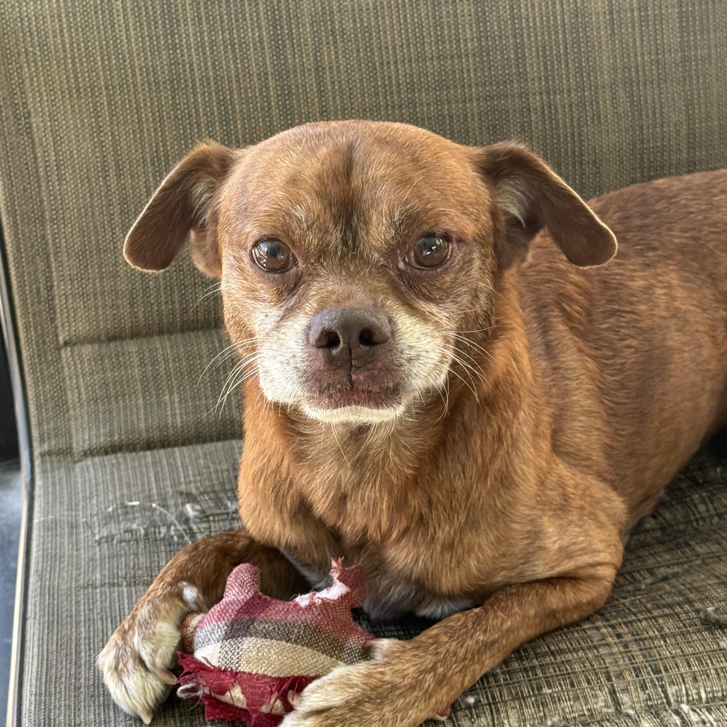Enlarge Benji, a Adoptable mixed breed in modesto, CA image 6/6