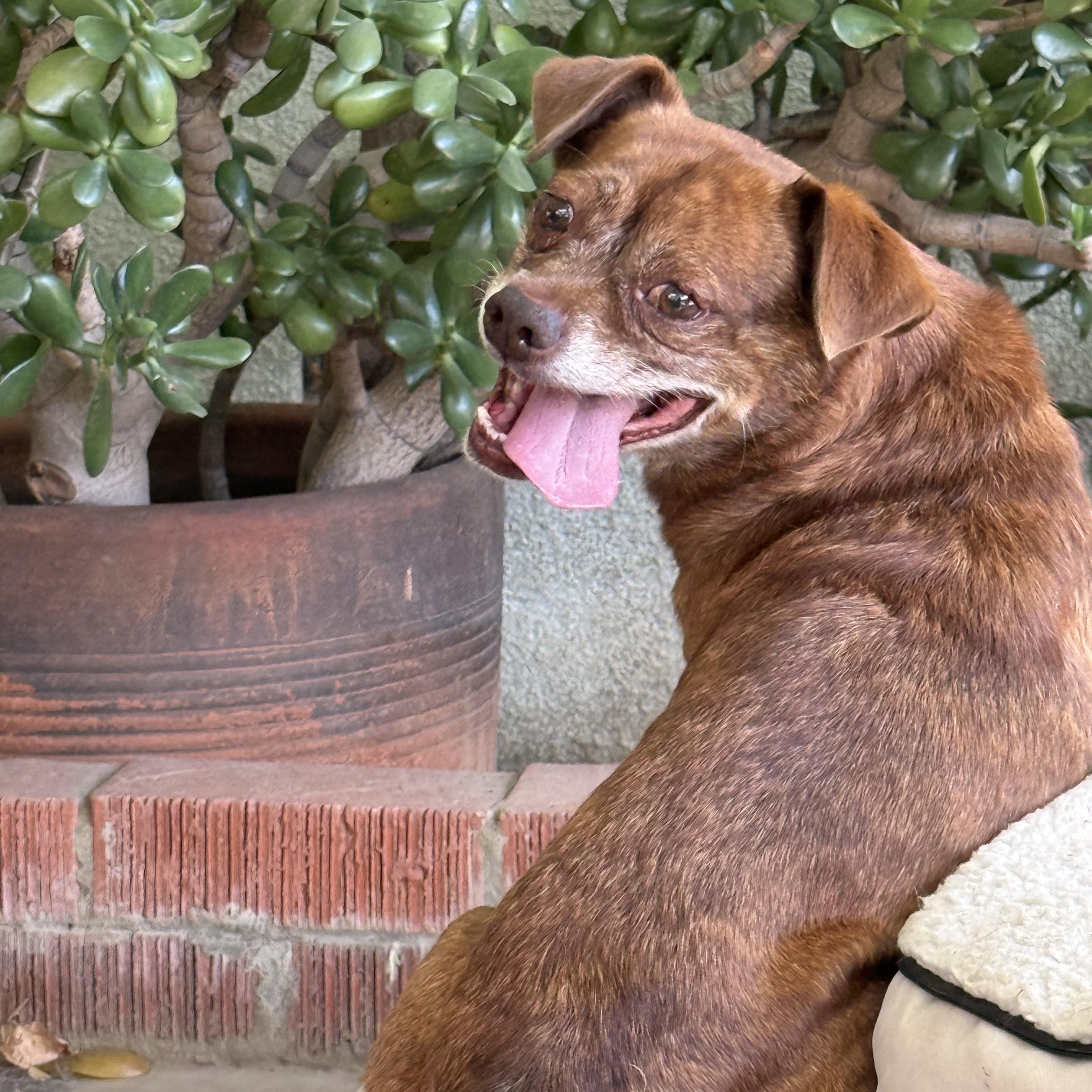 Enlarge Benji, a Adoptable mixed breed in modesto, CA image 2/6