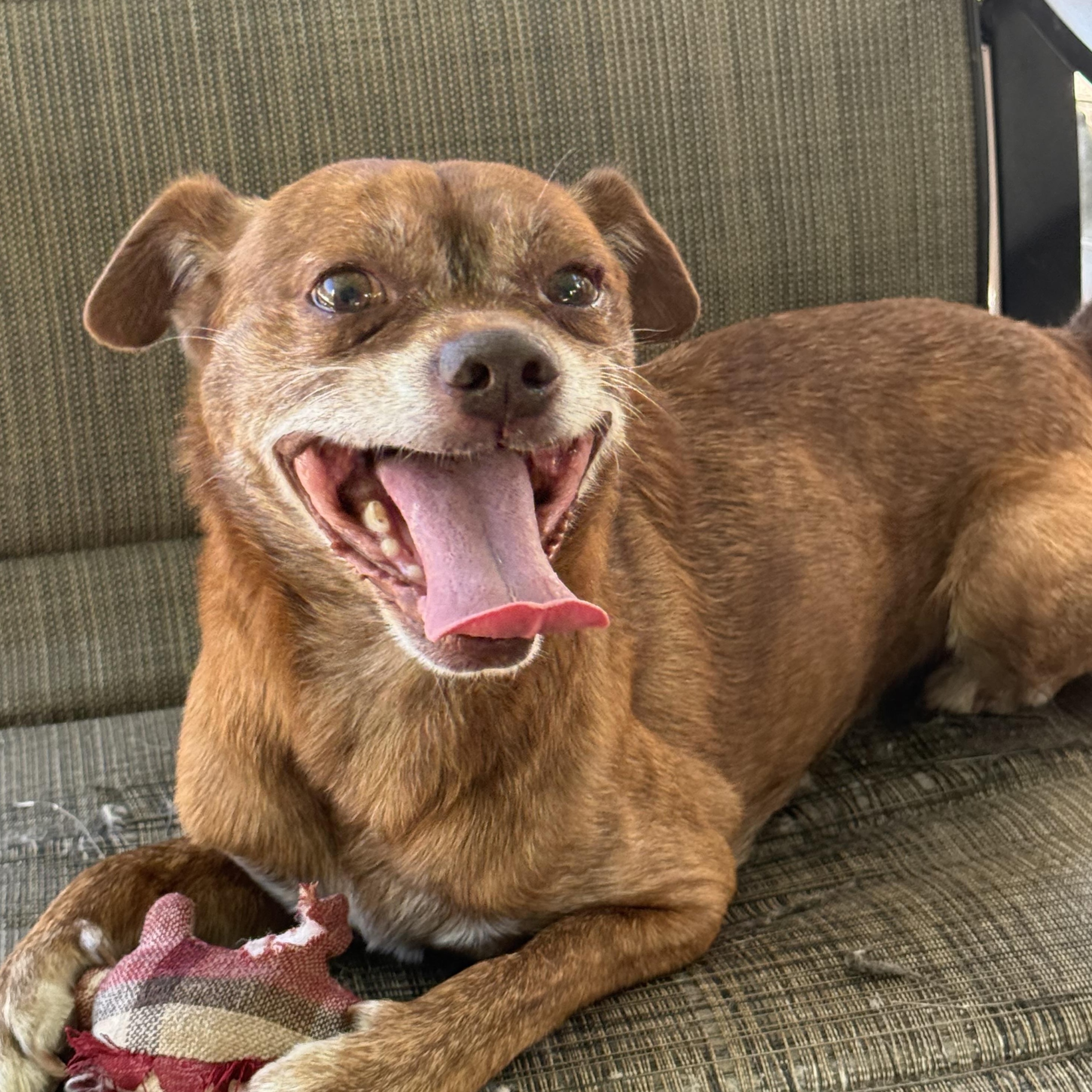 Benji, Adoptable, Senior Male Puggle & Pug.