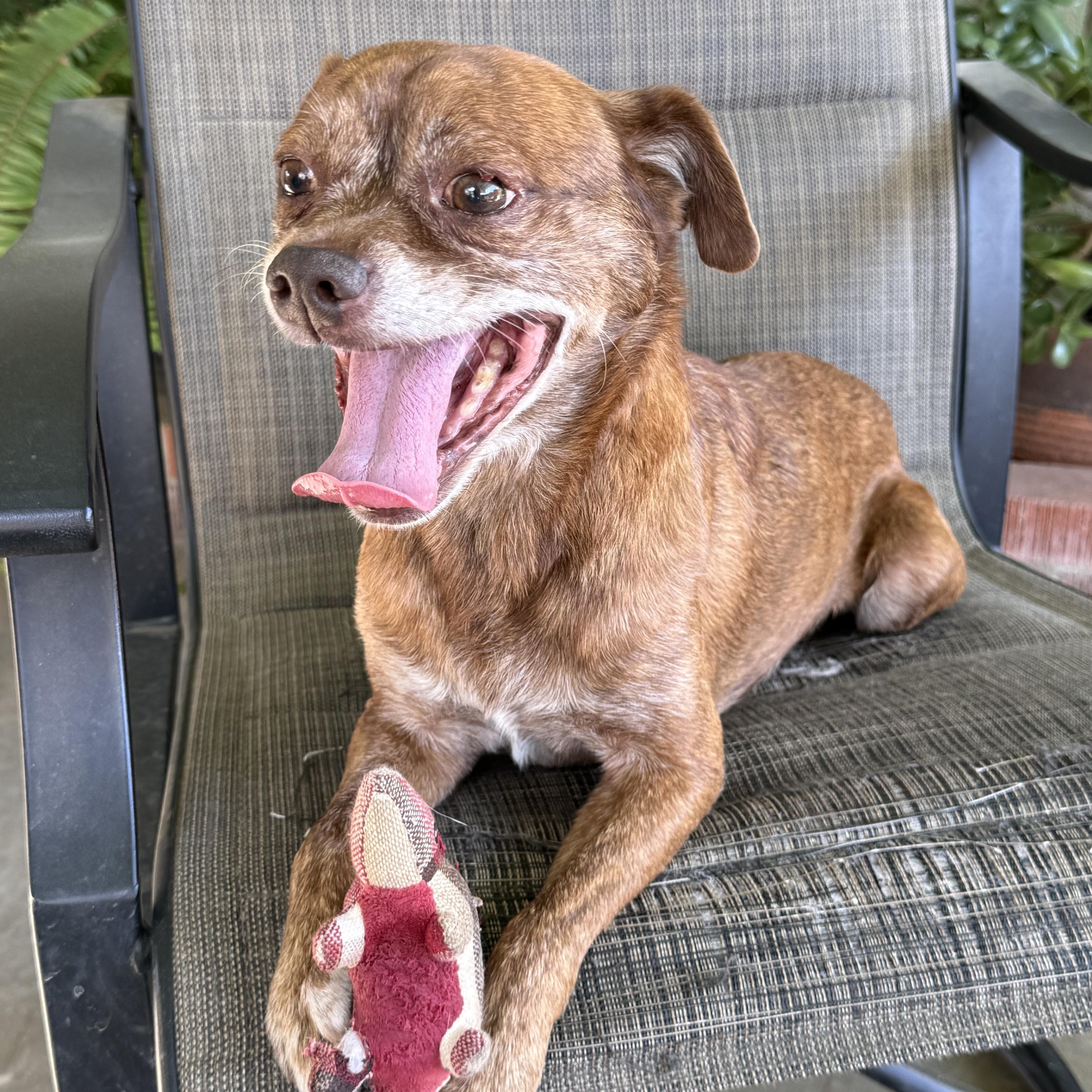 Enlarge Benji, a Adoptable mixed breed in modesto, CA image 3/6