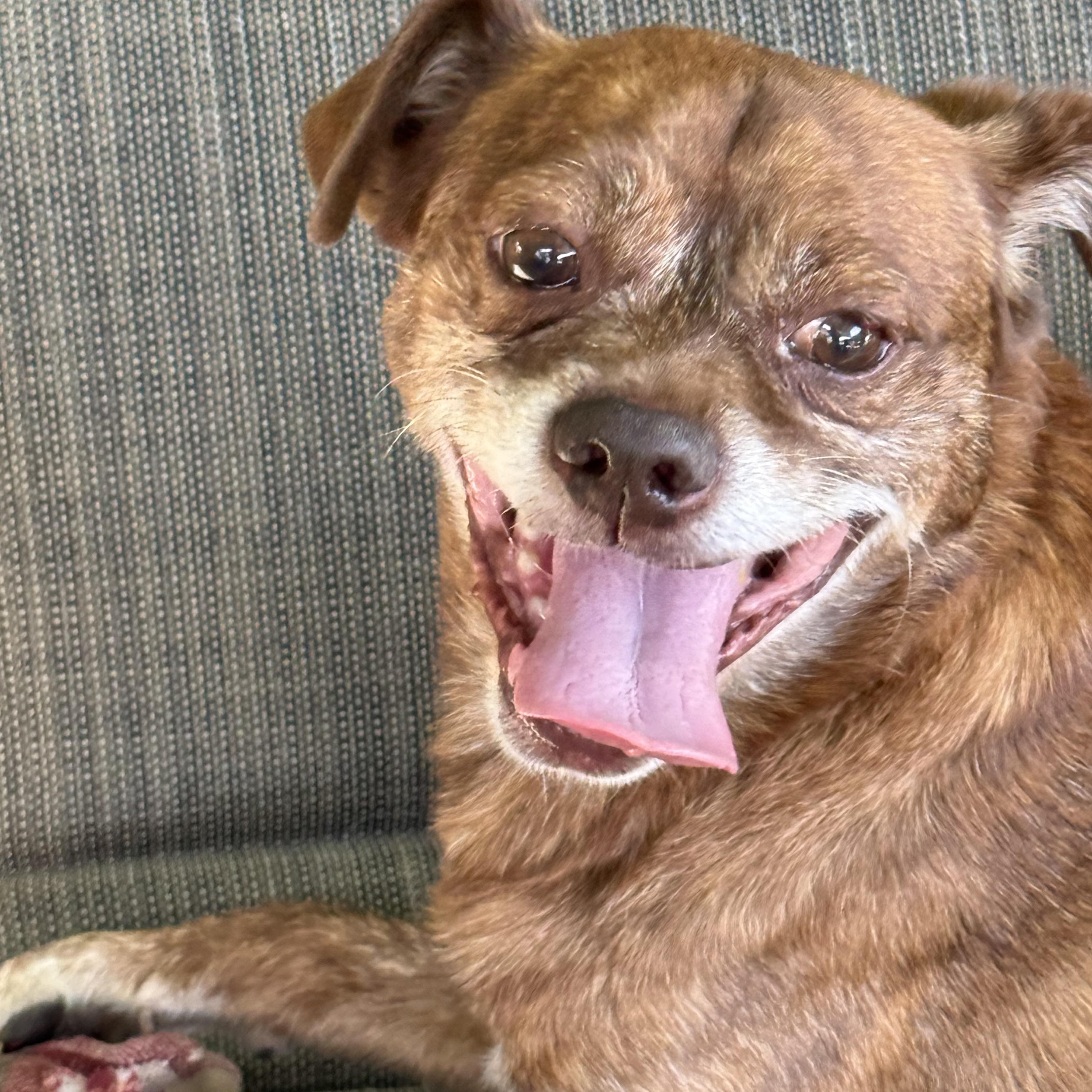 Enlarge Benji, a Adoptable mixed breed in modesto, CA image 5/6