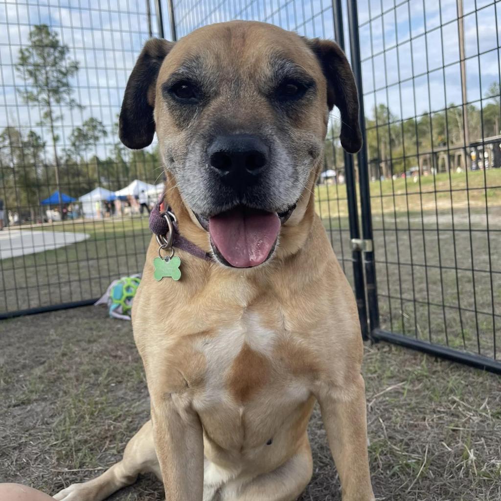 Luke, Adoptable, Senior Male Boxer & Retriever.