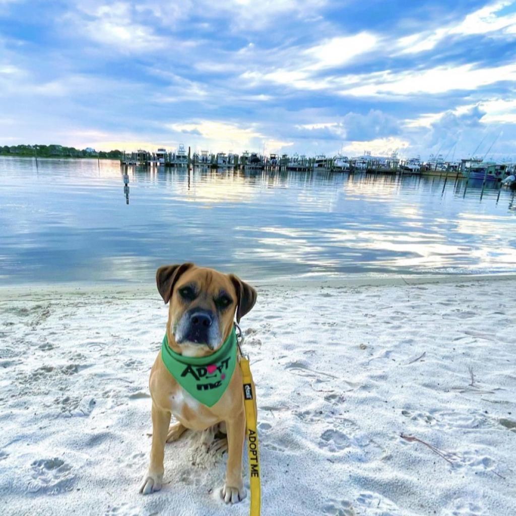 Luke, Adoptable, Senior Male Boxer & Retriever.