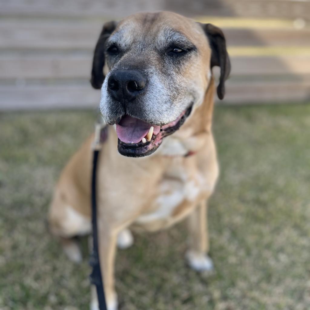 Enlarge Luke, a Adoptable mixed breed in Freeport, FL image 3/6