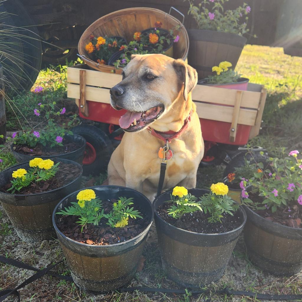 Enlarge Luke, a Adoptable mixed breed in Freeport, FL image 2/6