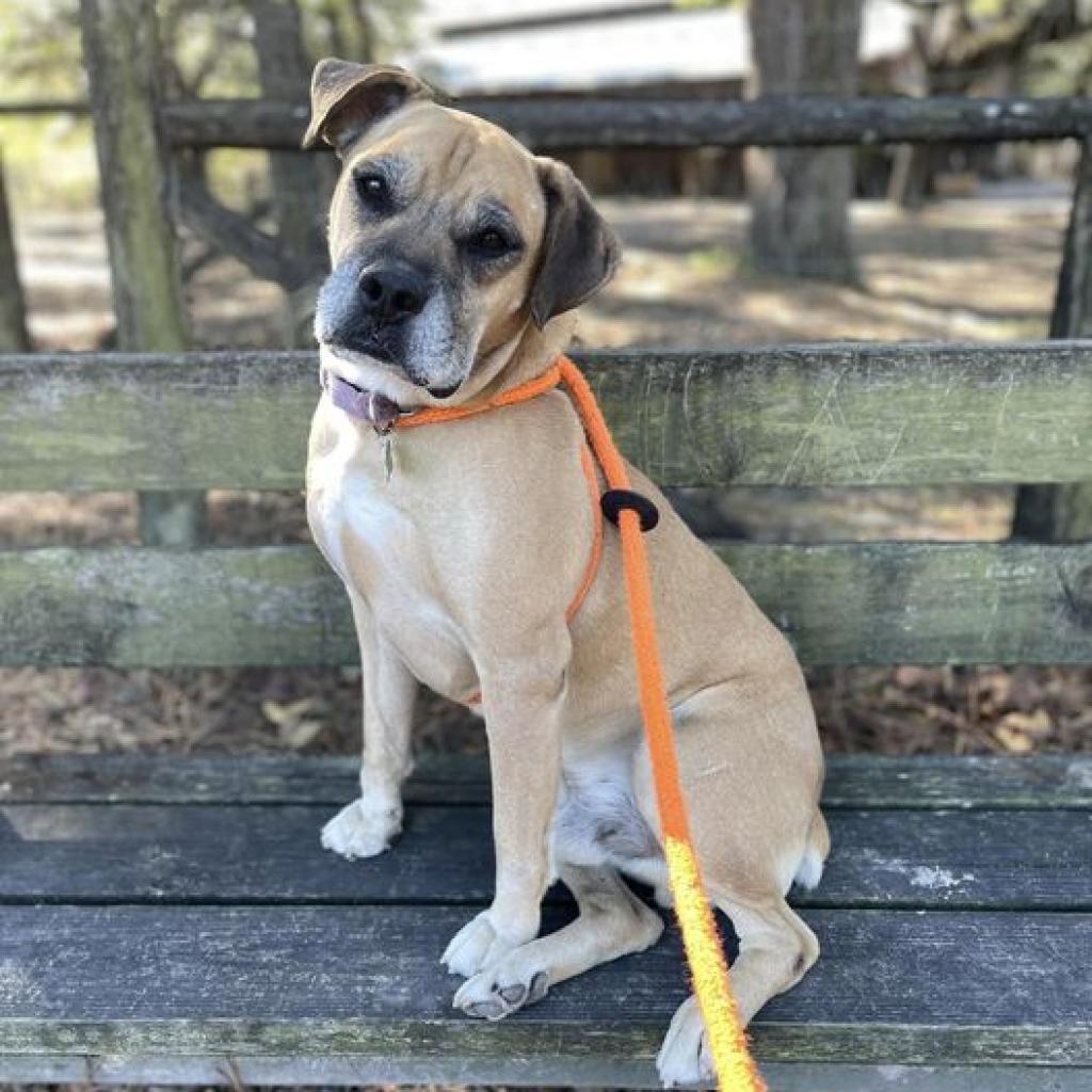 Enlarge Luke, a Adoptable mixed breed in Freeport, FL image 3/6
