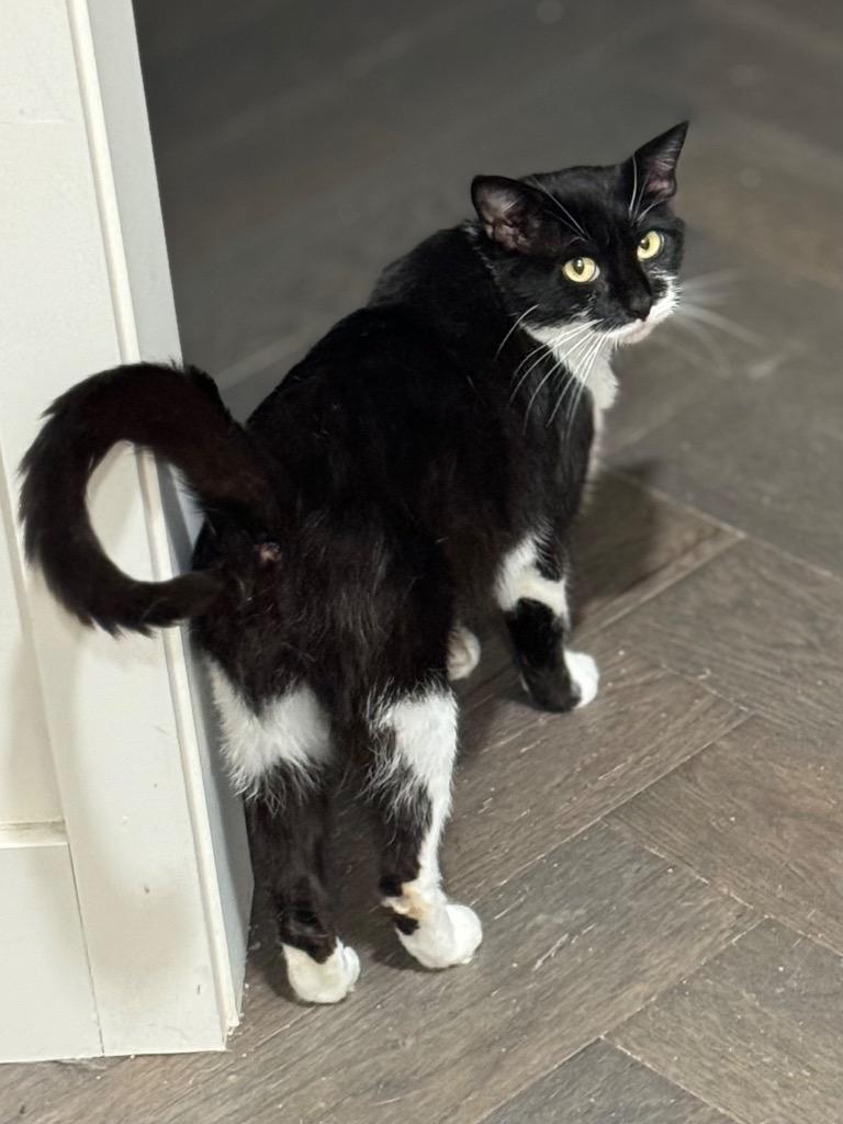 Nerine, Adoptable, Adult Female Domestic Short Hair.