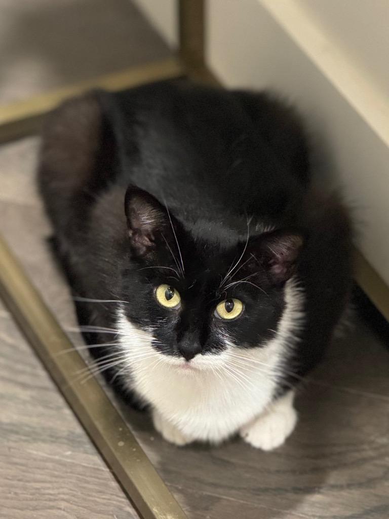 Nerine, Adoptable, Adult Female Domestic Short Hair.