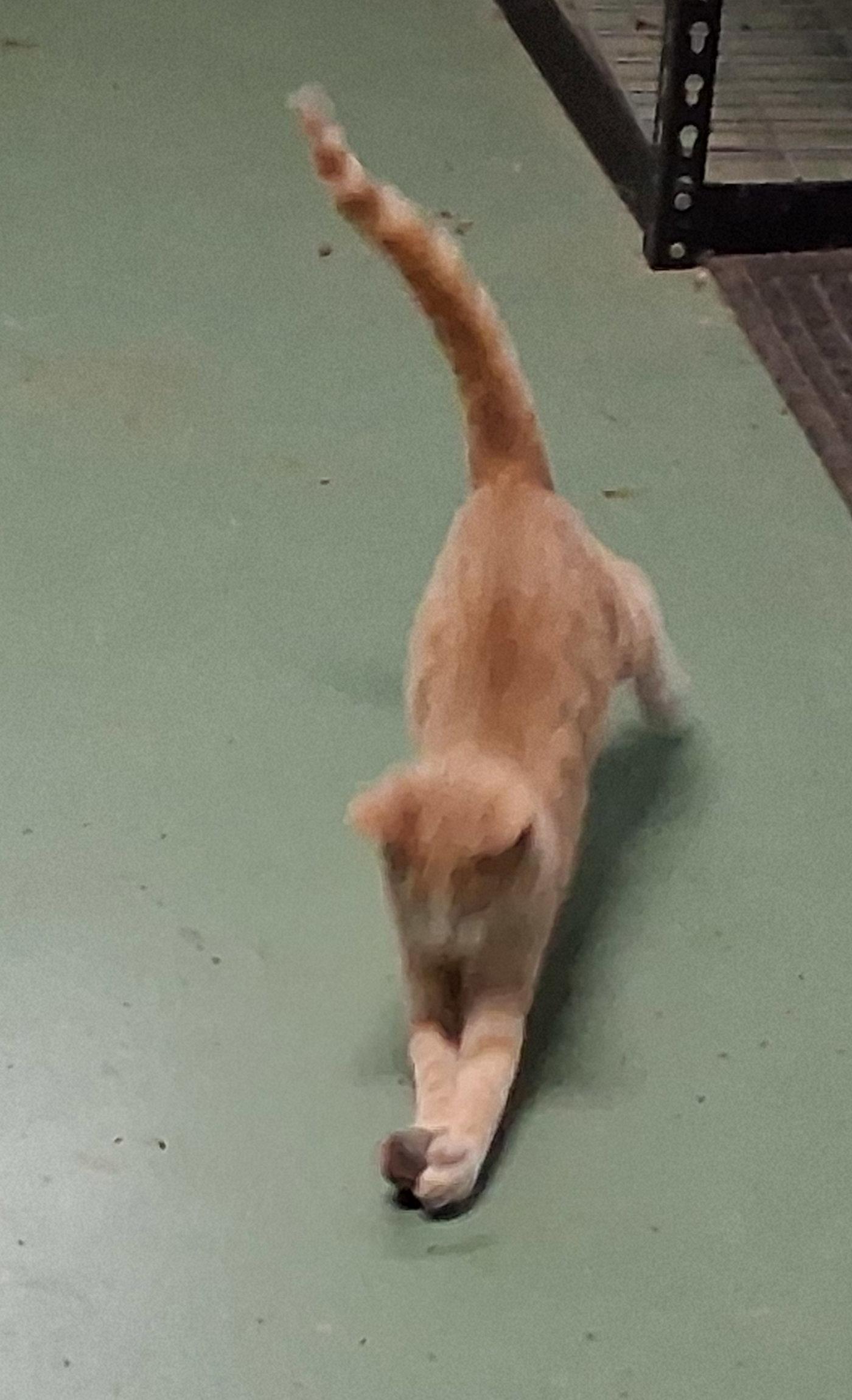 Jillie, Adoptable, Kitten Female Tabby.