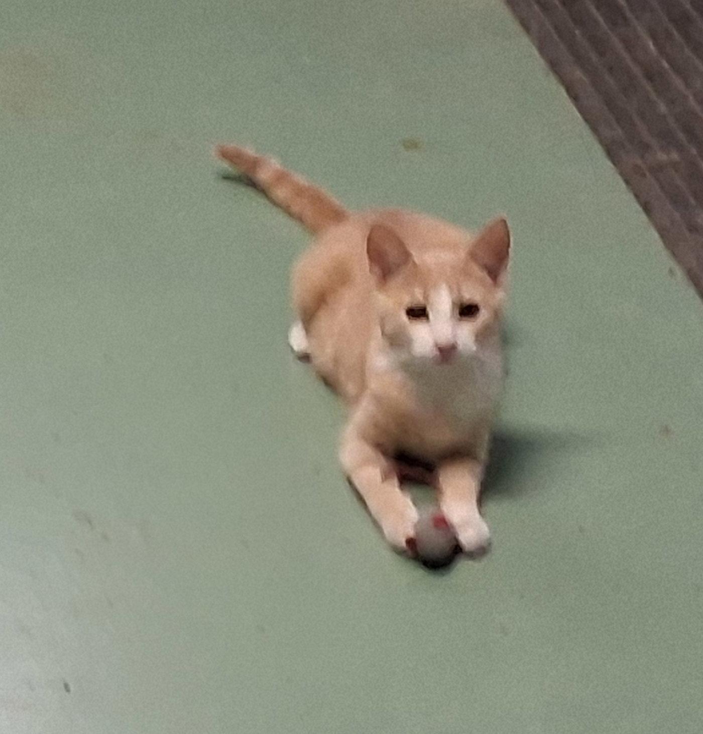 Enlarge Jillie, a Adoptable Tabby in Mcconnelsville, OH image 2/3