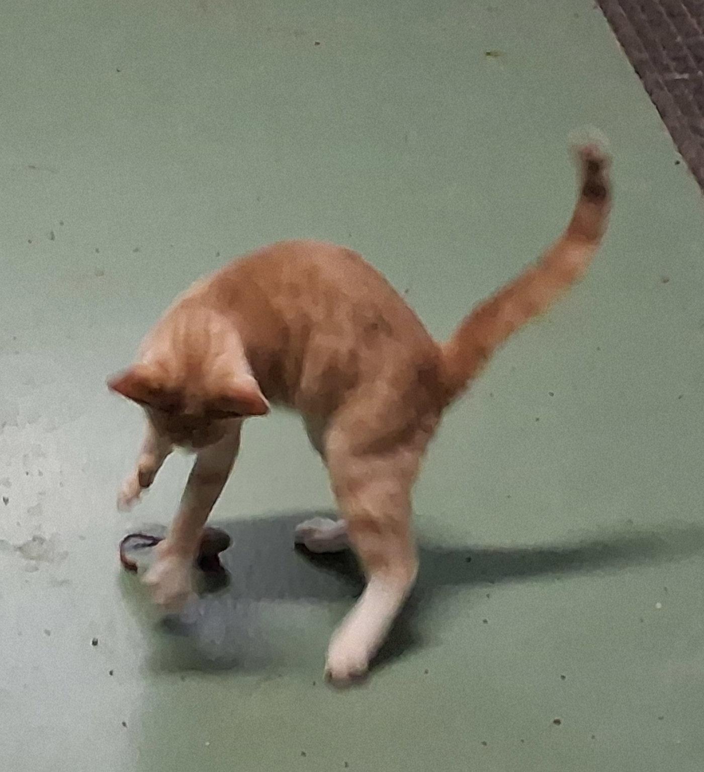 Enlarge Jillie, a Adoptable Tabby in Mcconnelsville, OH image 3/3