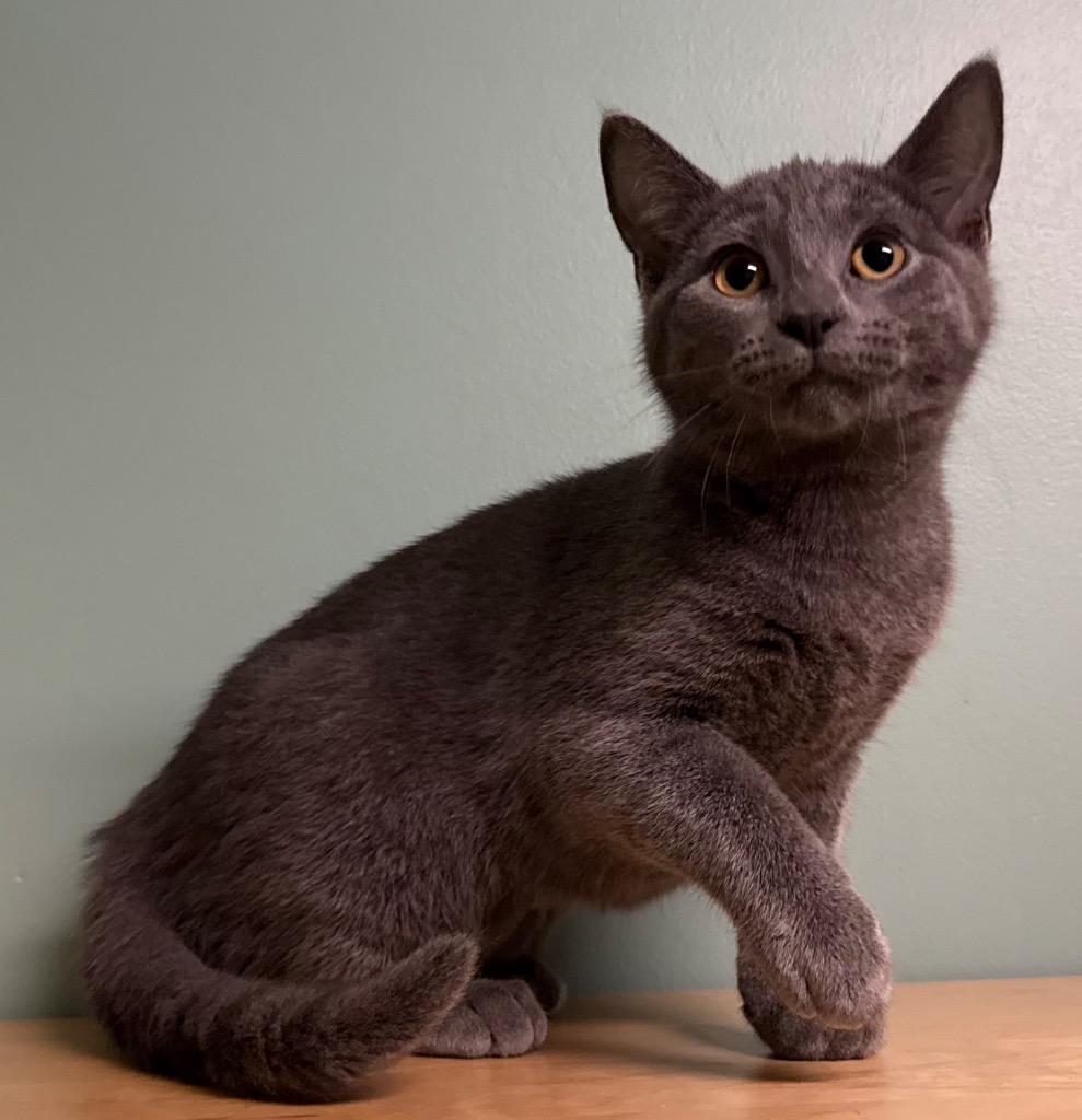 Enlarge Sawyer, a ADOPTABLE Domestic Short Hair in Amery, WI image 2/3