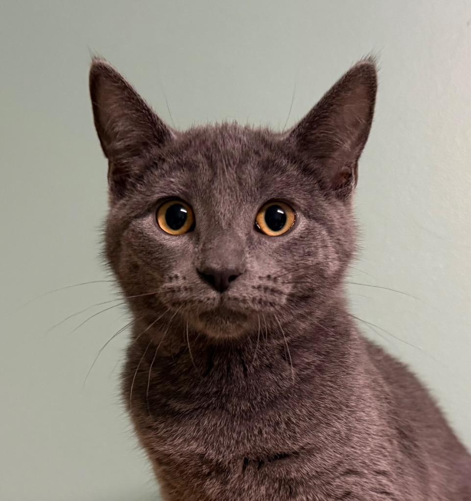 Sawyer, ADOPTABLE, Kitten Female Domestic Short Hair.