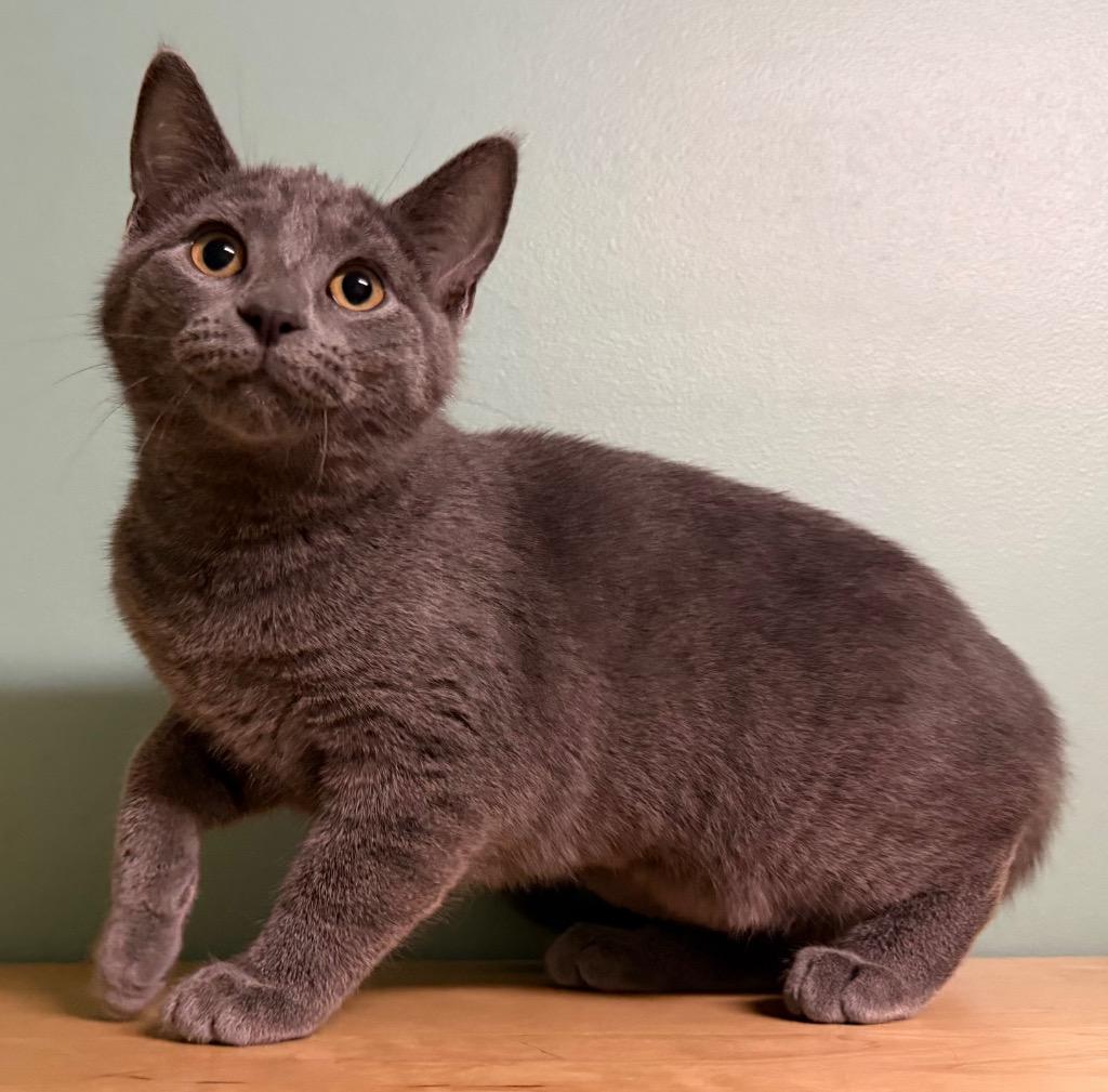 Enlarge Sawyer, a ADOPTABLE Domestic Short Hair in Amery, WI image 3/3