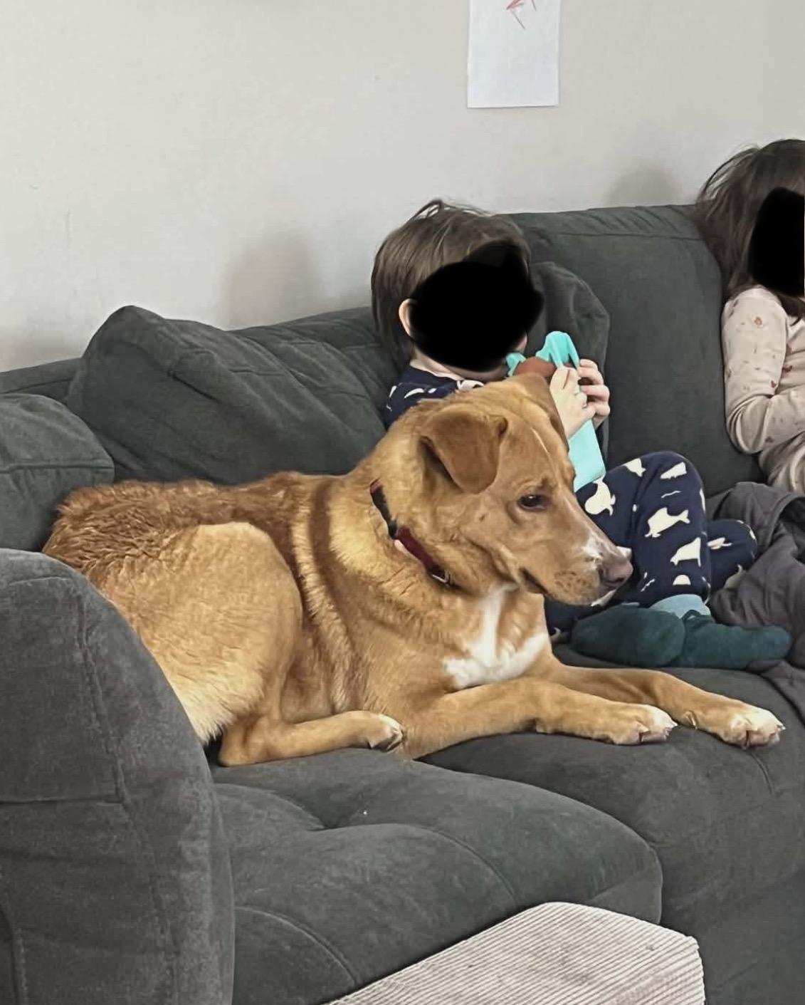 Rudolph, a hold mixed breed in Westwood, NJ image 3/6