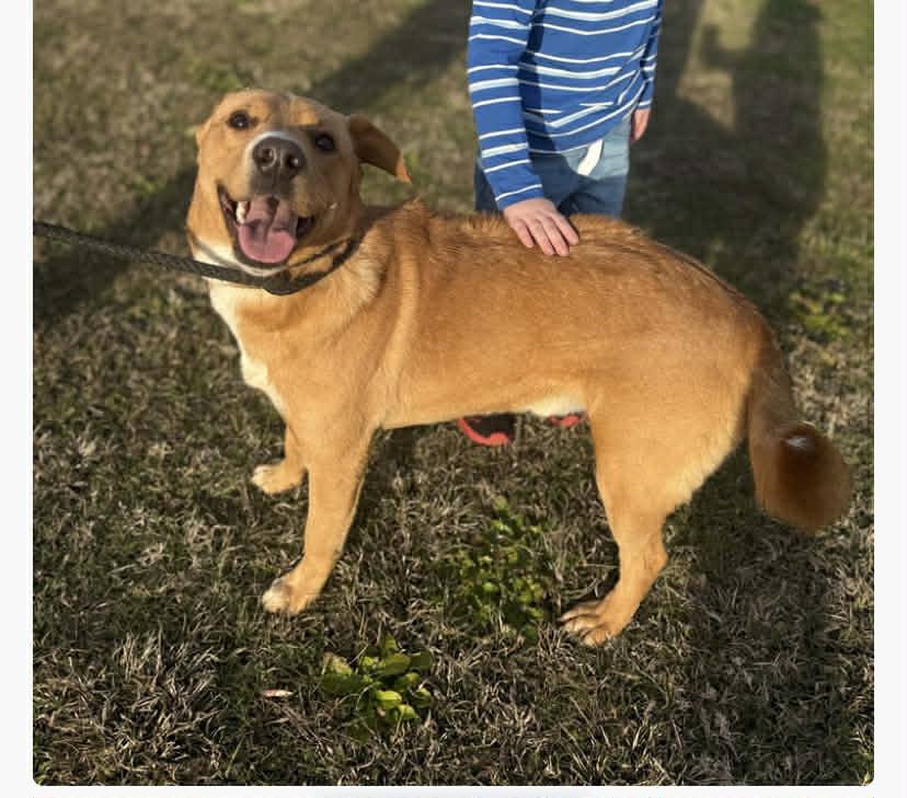 Enlarge Rudolph, a Adoptable mixed breed in Westwood, NJ image 3/6
